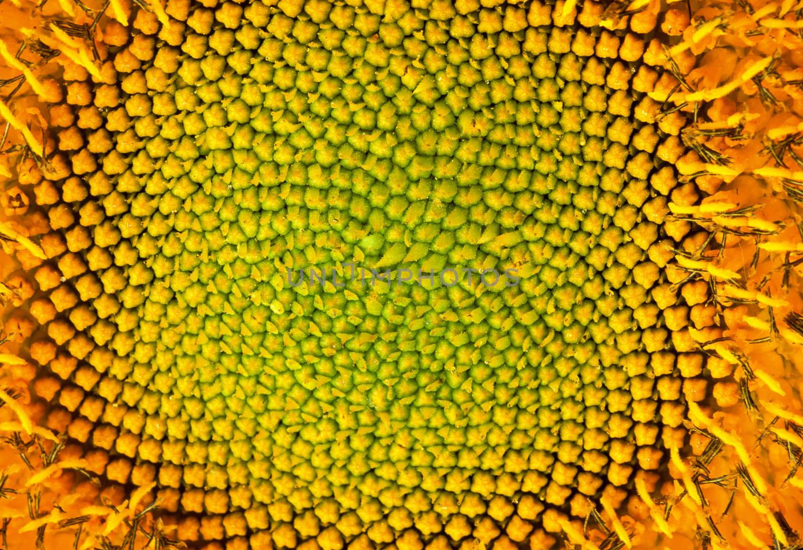 Sunflower Pod by Geoarts