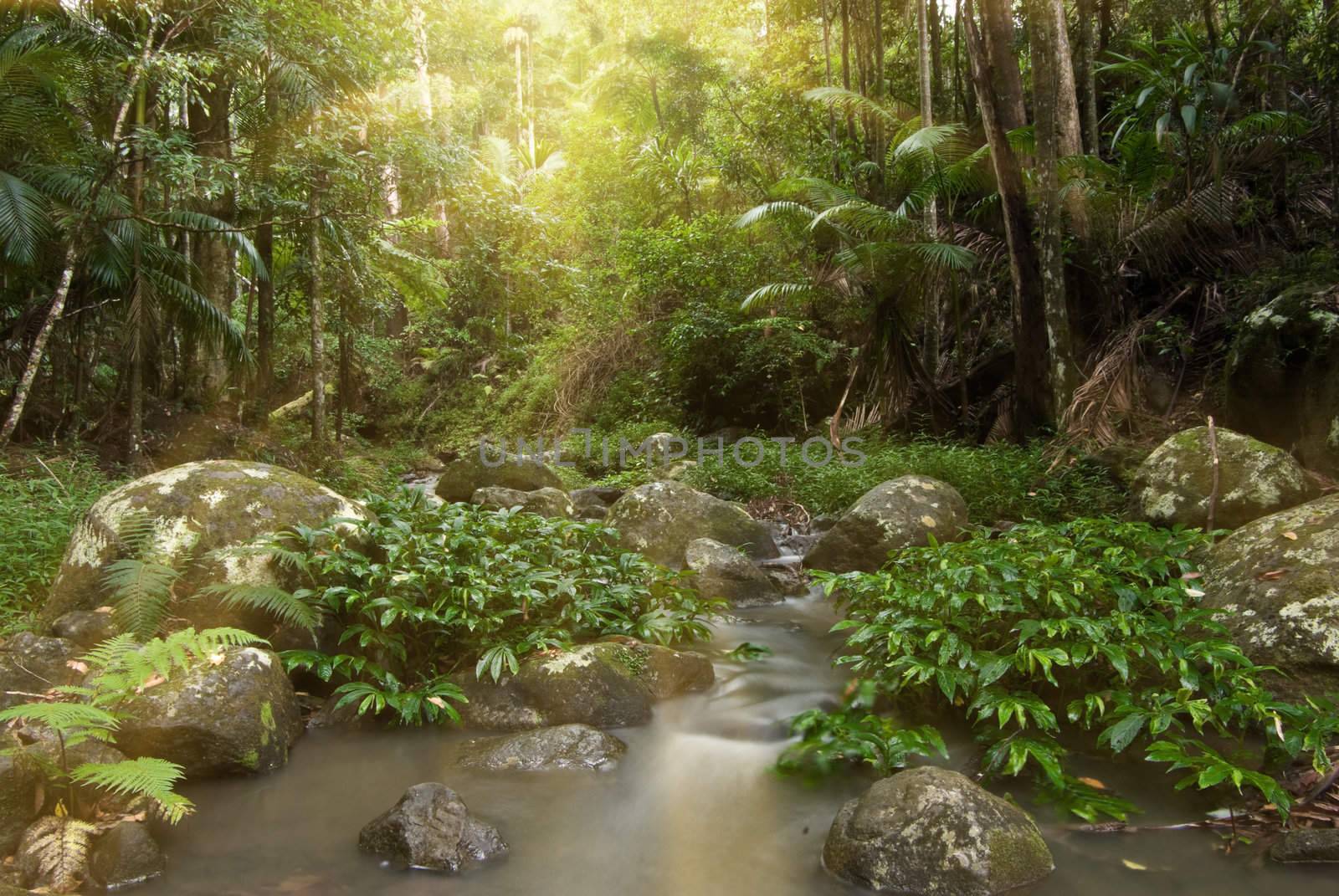 rays of sunlight stream through the rainforest 