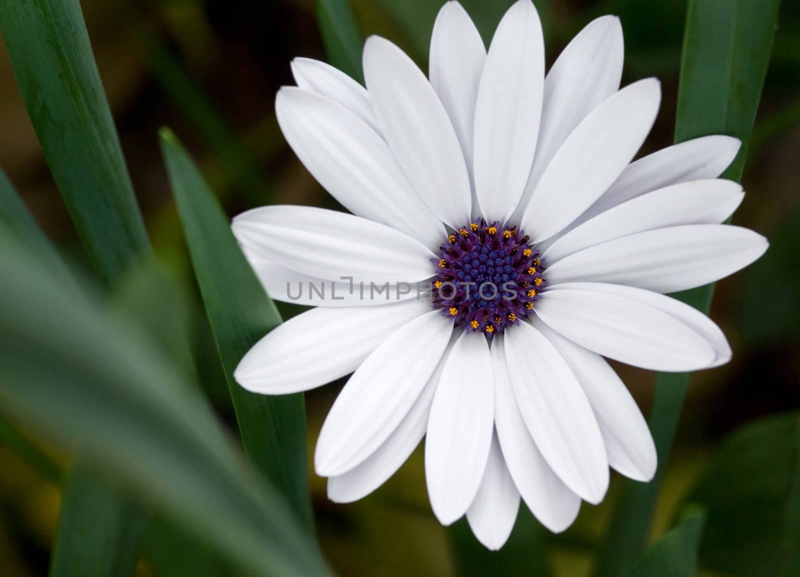 excellent image of a beautiful white daisy flower