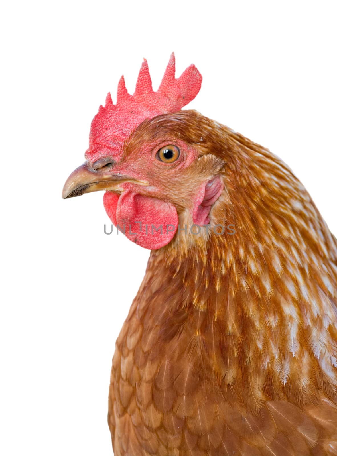 great closeup image of a hen on white background