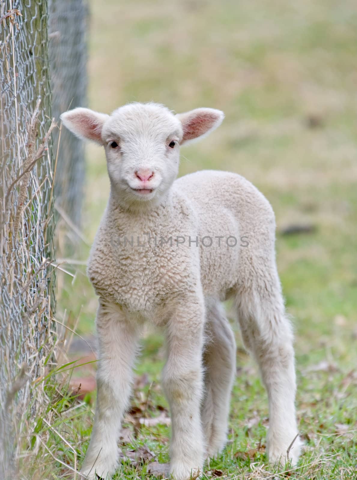 cute baby lamb by clearviewstock