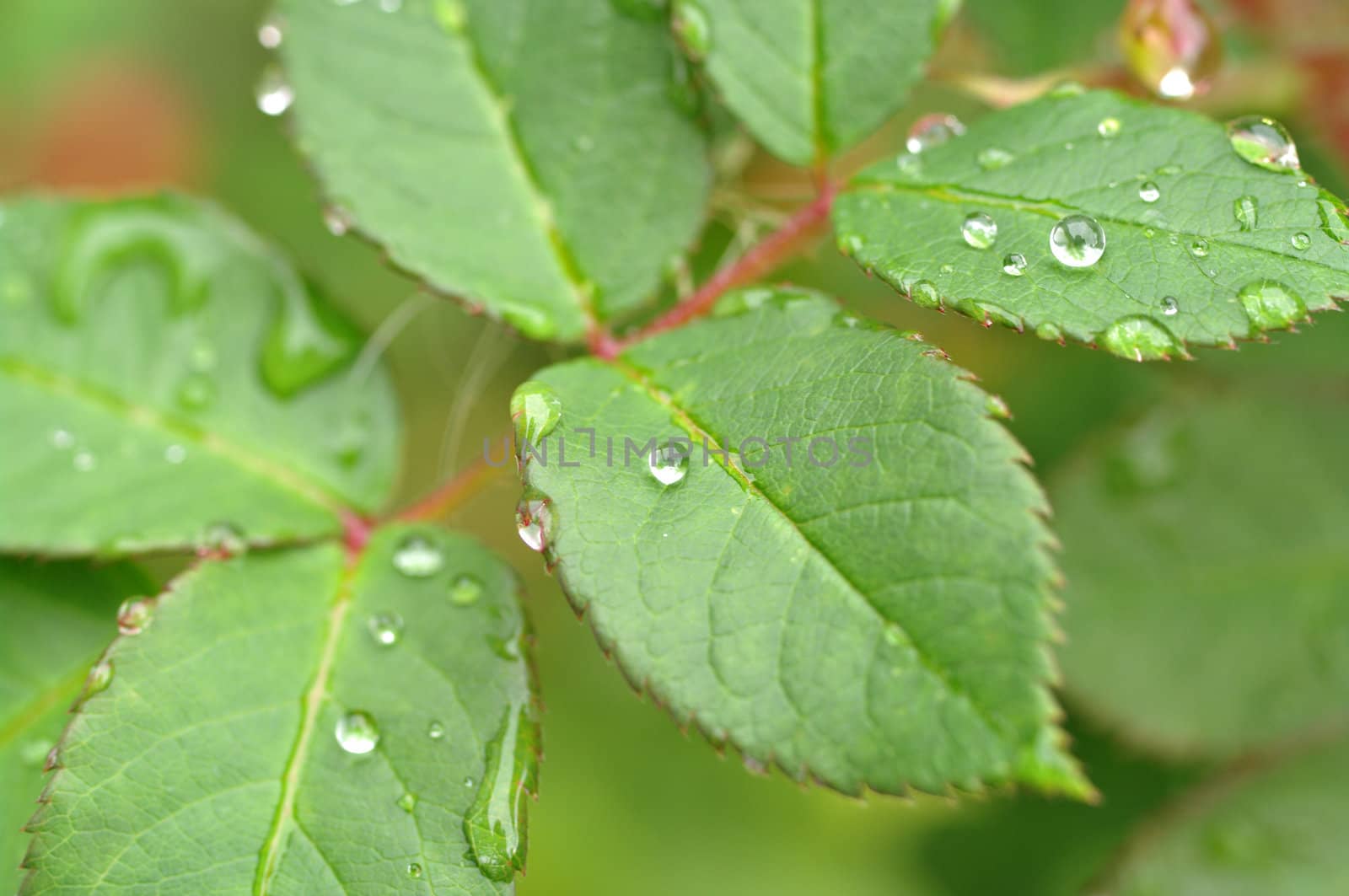 water drops on leaves by clearviewstock
