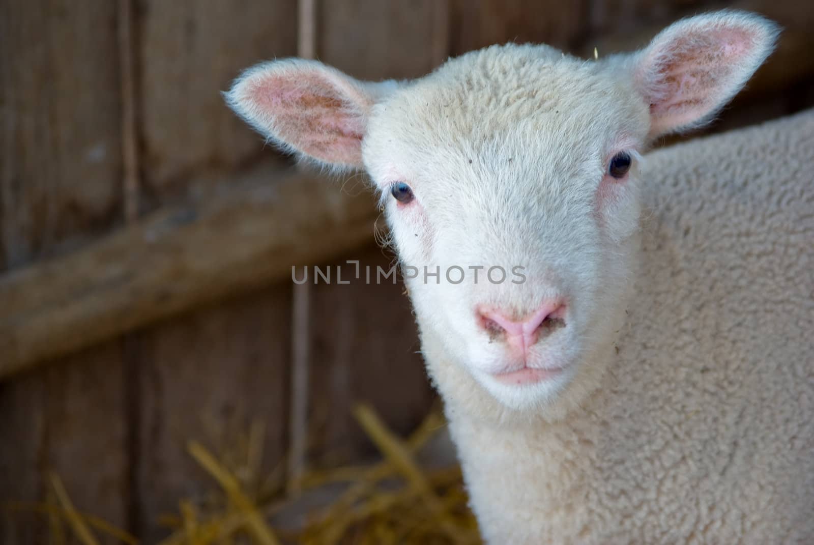 a very cute little baby lamb looks at the camera