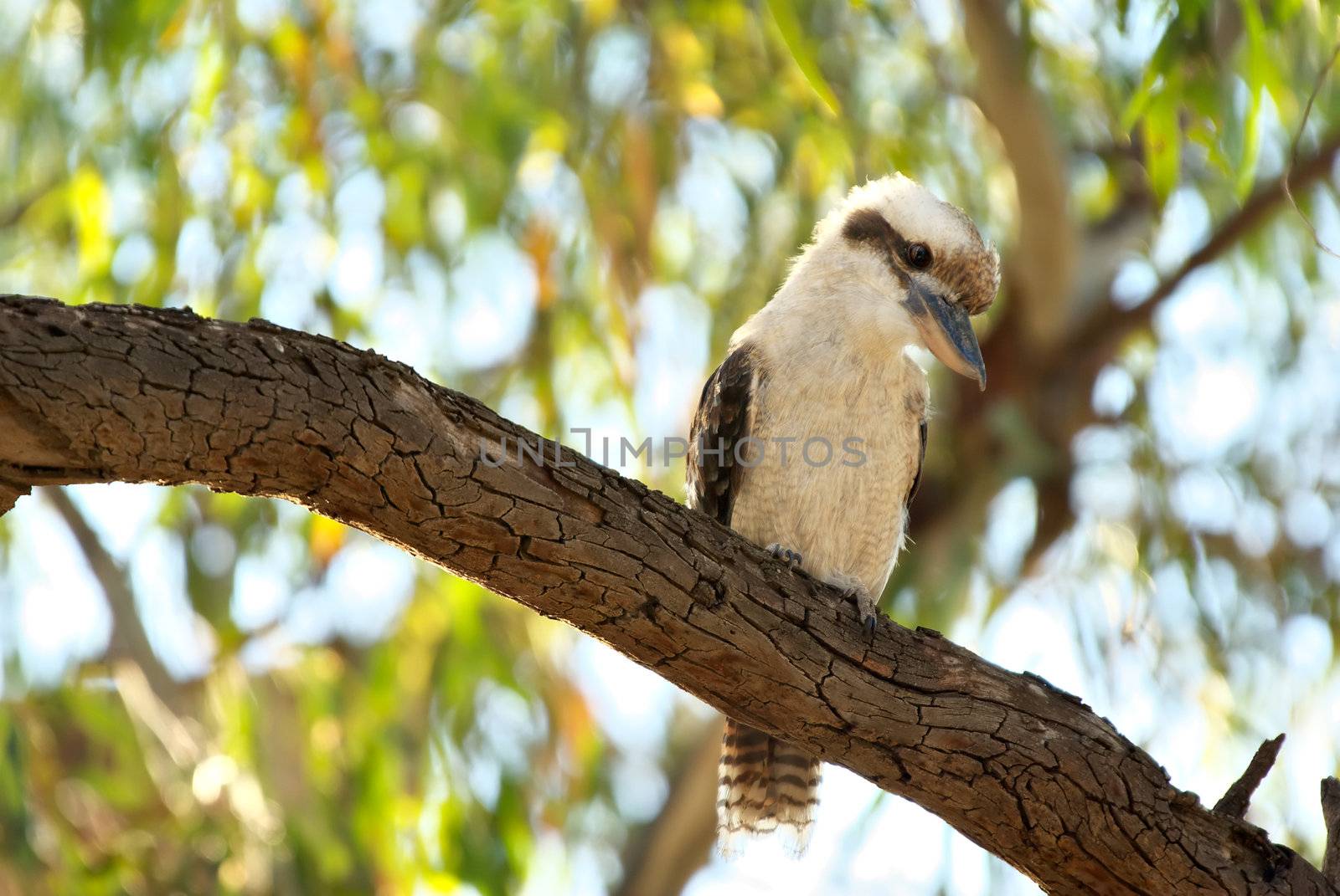 an australian laughing kookaburra sits on a tree branch