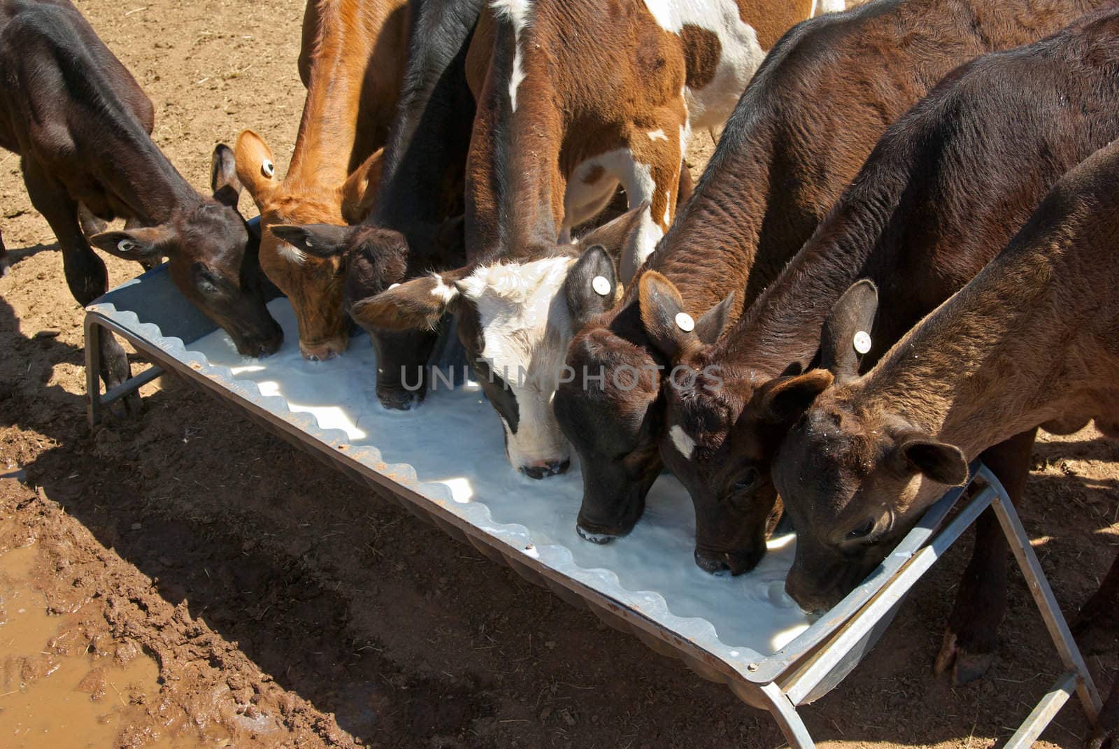 very young calves drinking milk from a trough