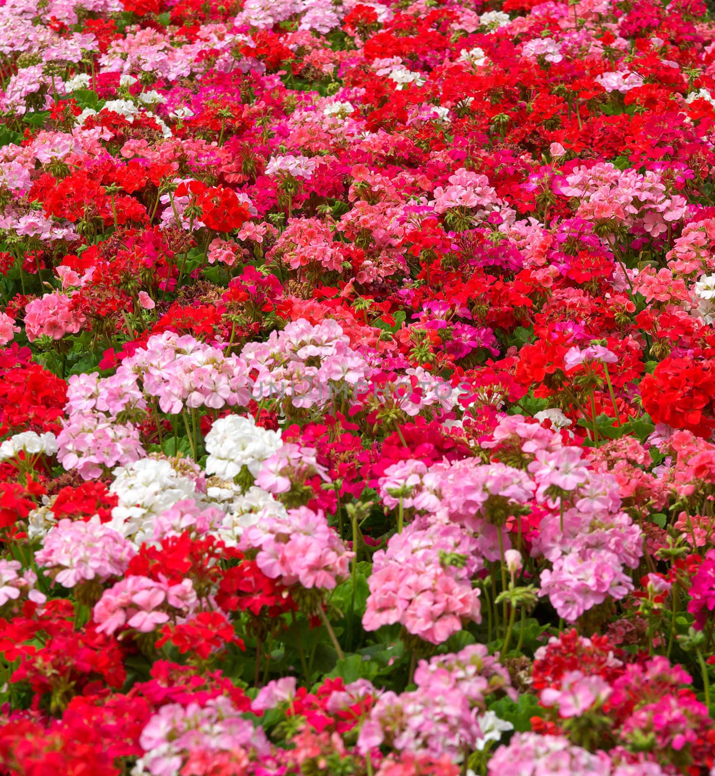heaps of geraniums for a beautiful floral background