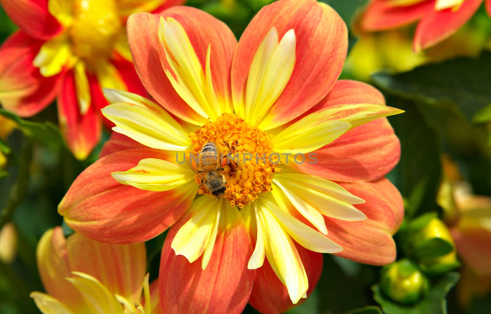 bees collect pollen from big bright and beuatiful flowers