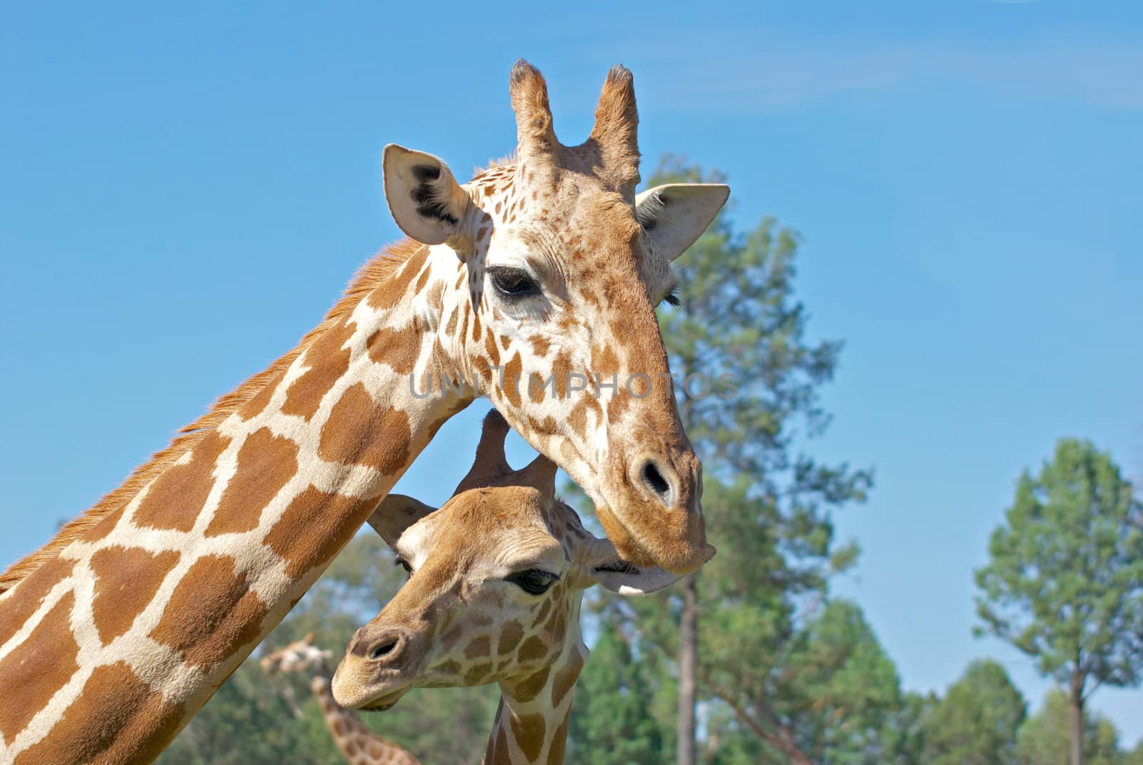 a mother and baby giraffe together