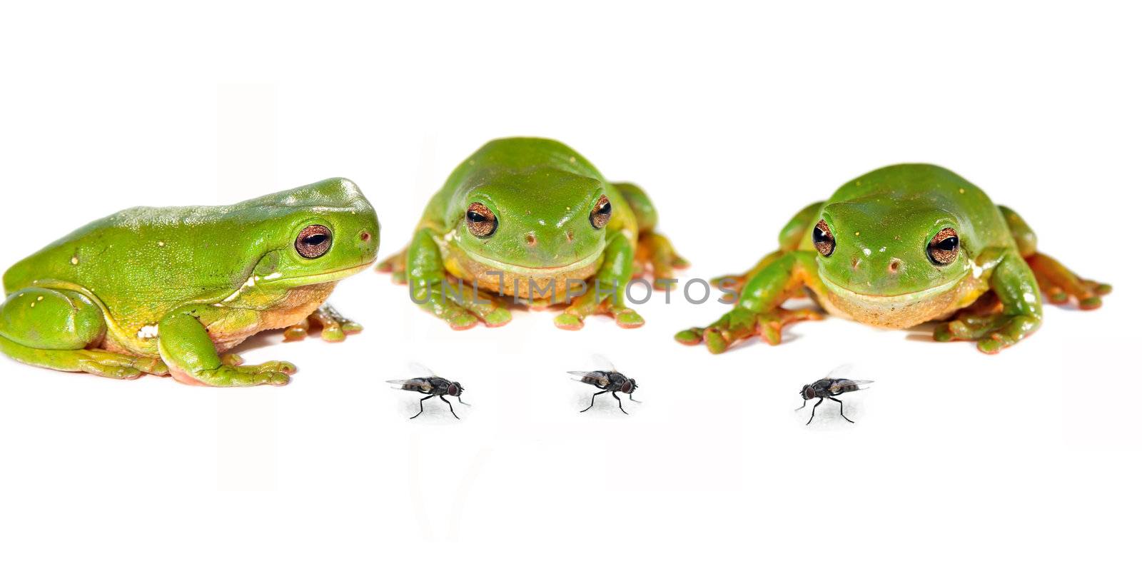 three and three - three green tree frogs (litoria caerula) on white look at three flies