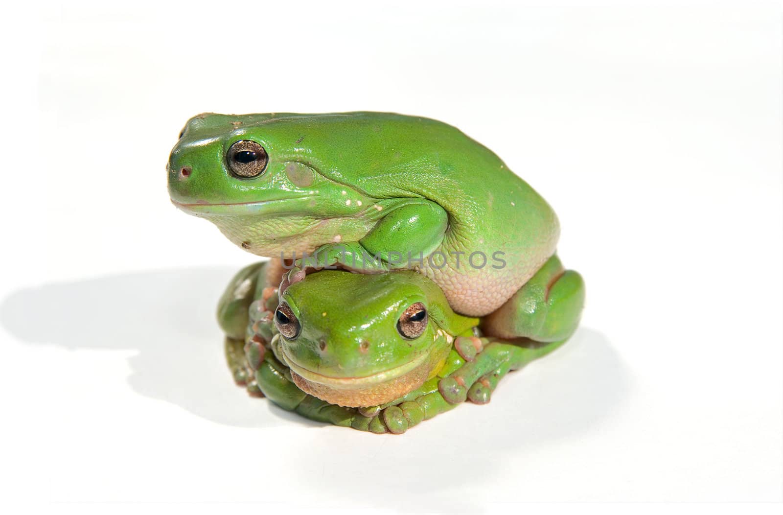 two litoria caerula - green tree frogs one on top of the other - on white