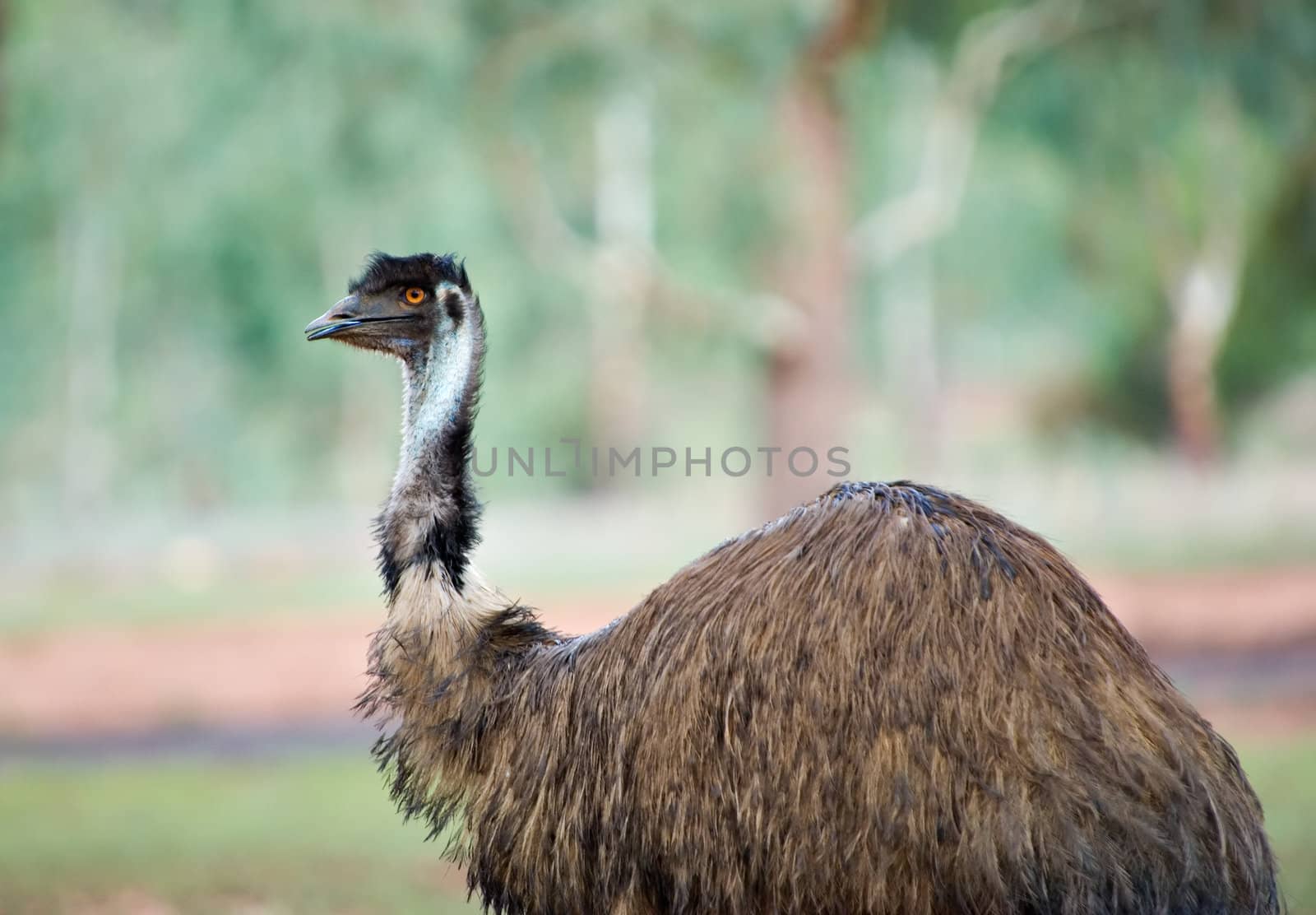image of an australian flightless emu in a natural setting