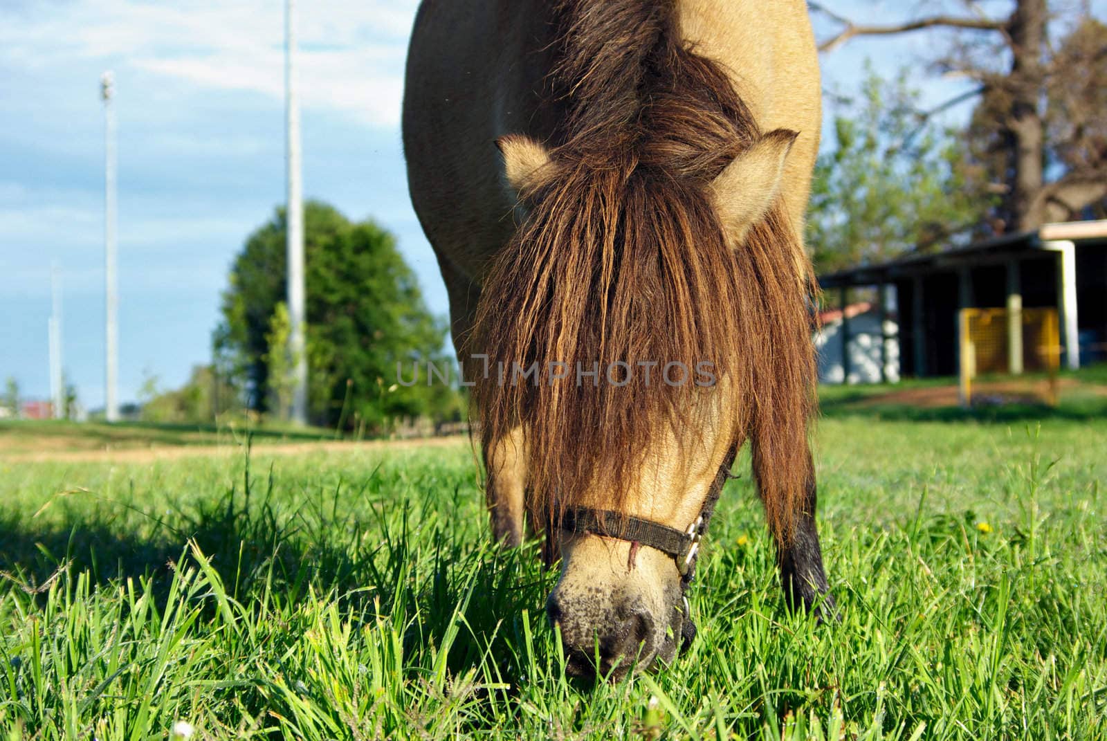 miniature horse with long mane eating grass