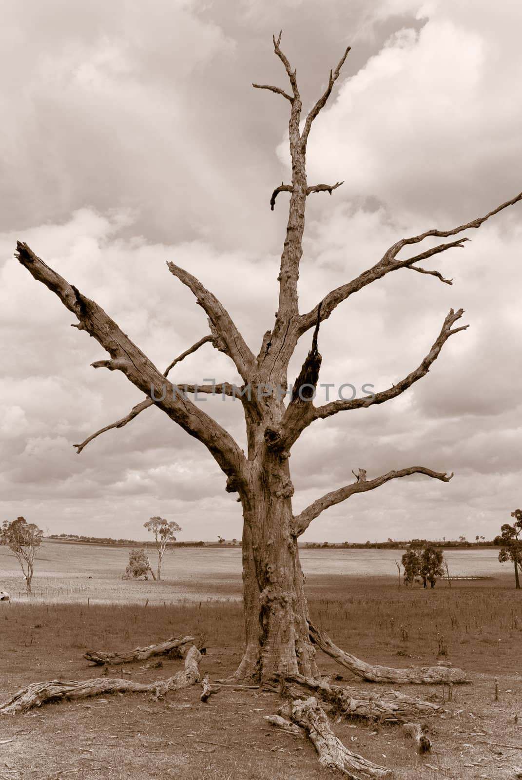 sepia image of an old dead tree sitting in the desolated farmland 