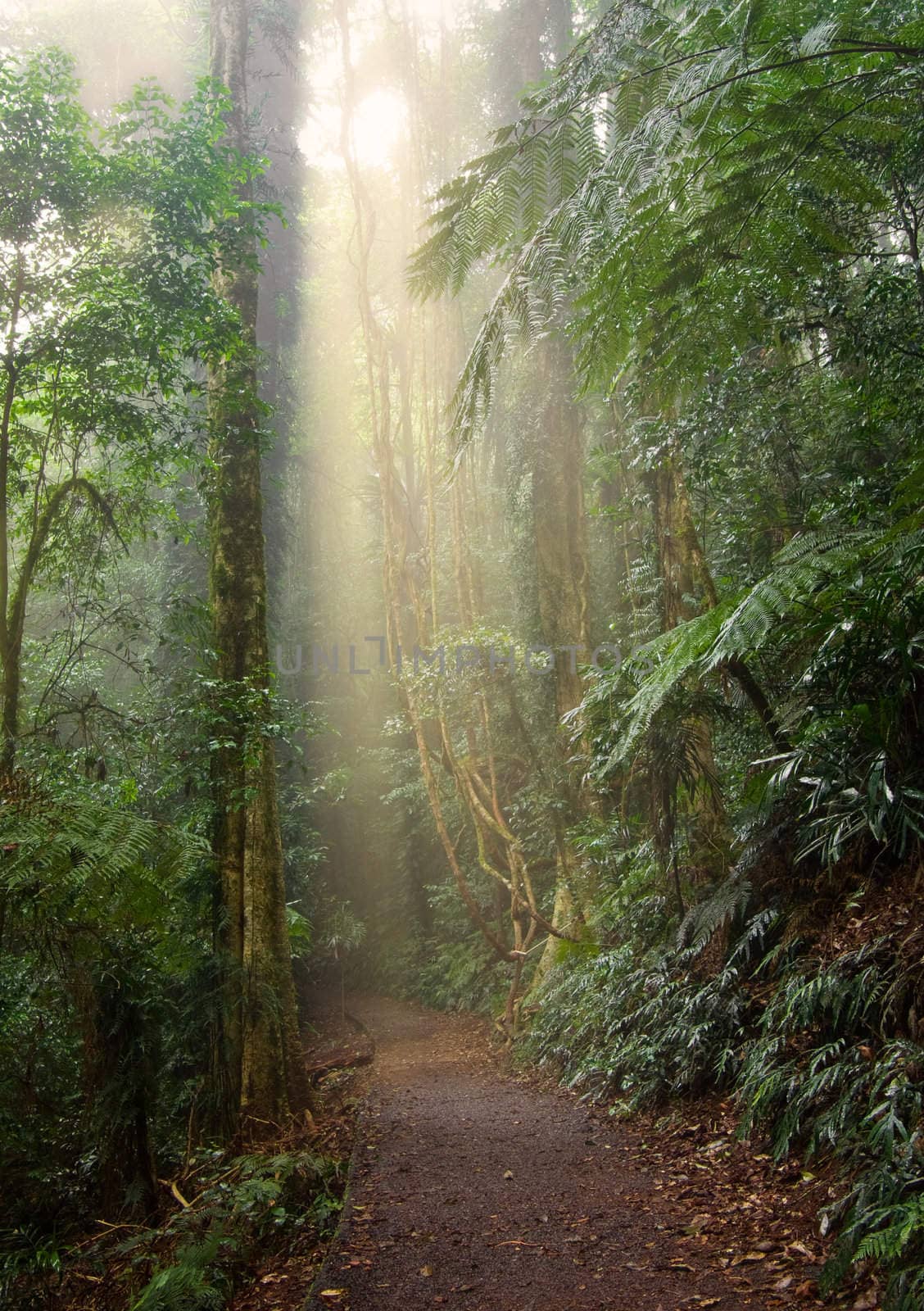 rain forest light by clearviewstock