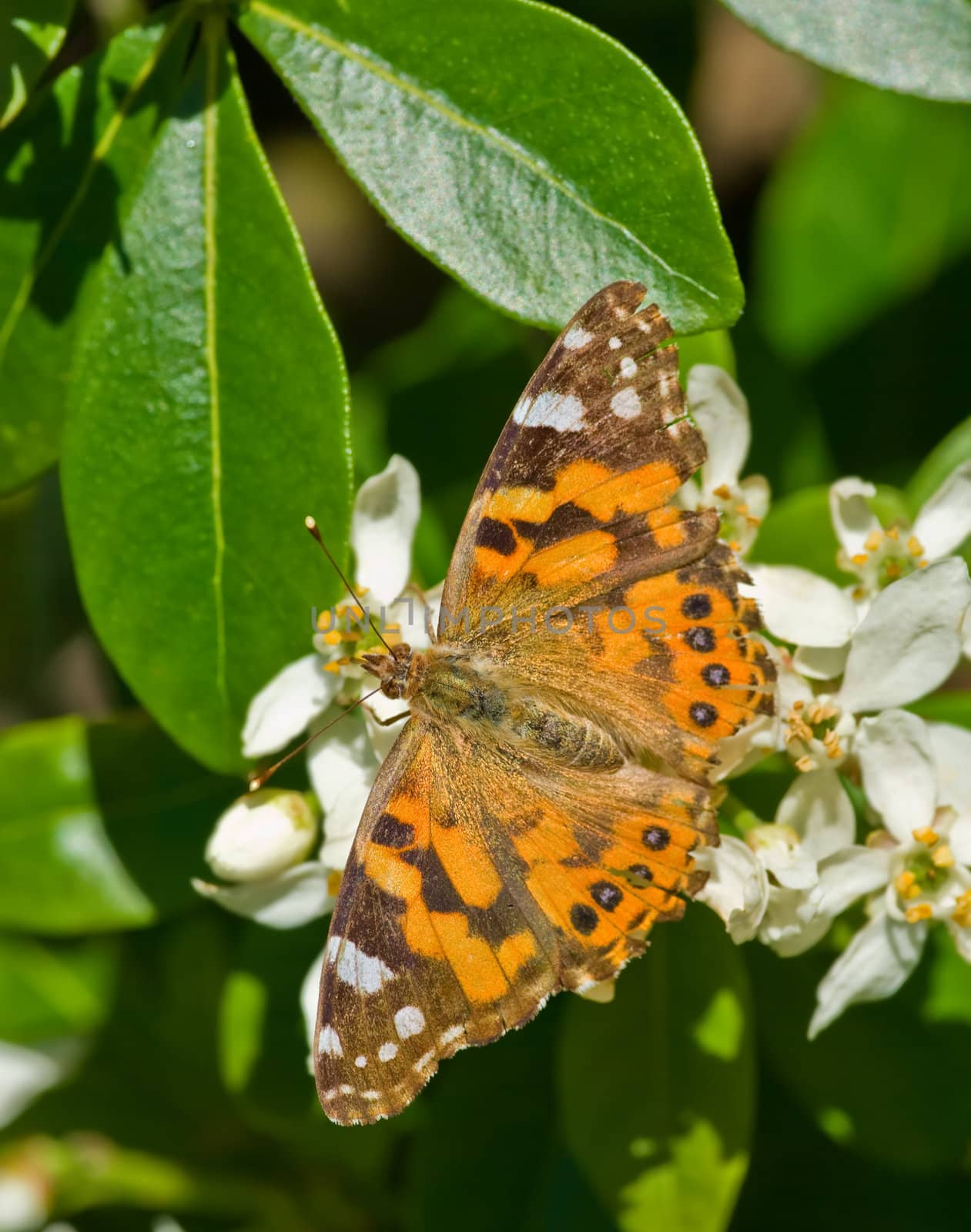 orange butterfly  by clearviewstock