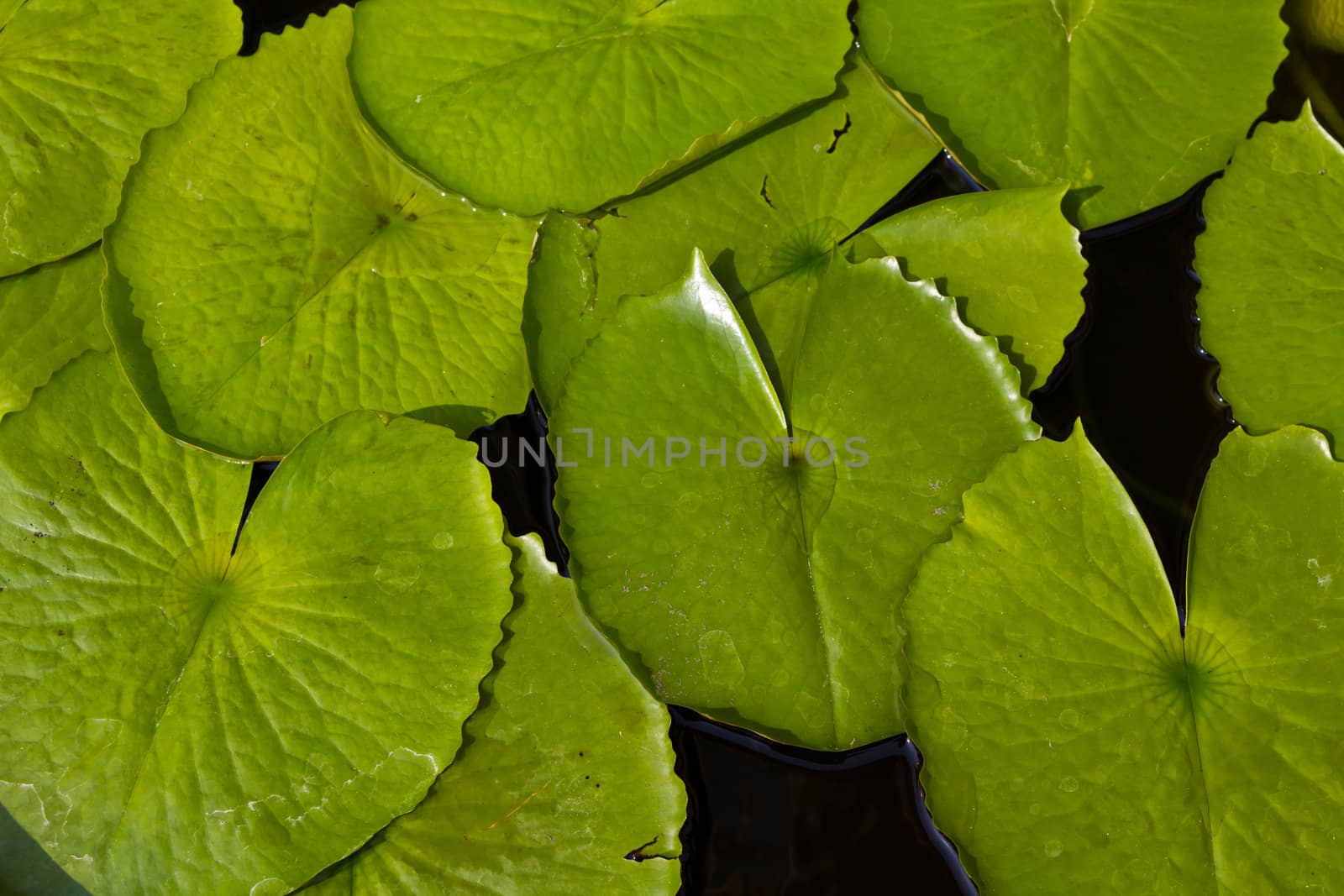 Lotus leaves floating on the water , shot taken from above , useful for background