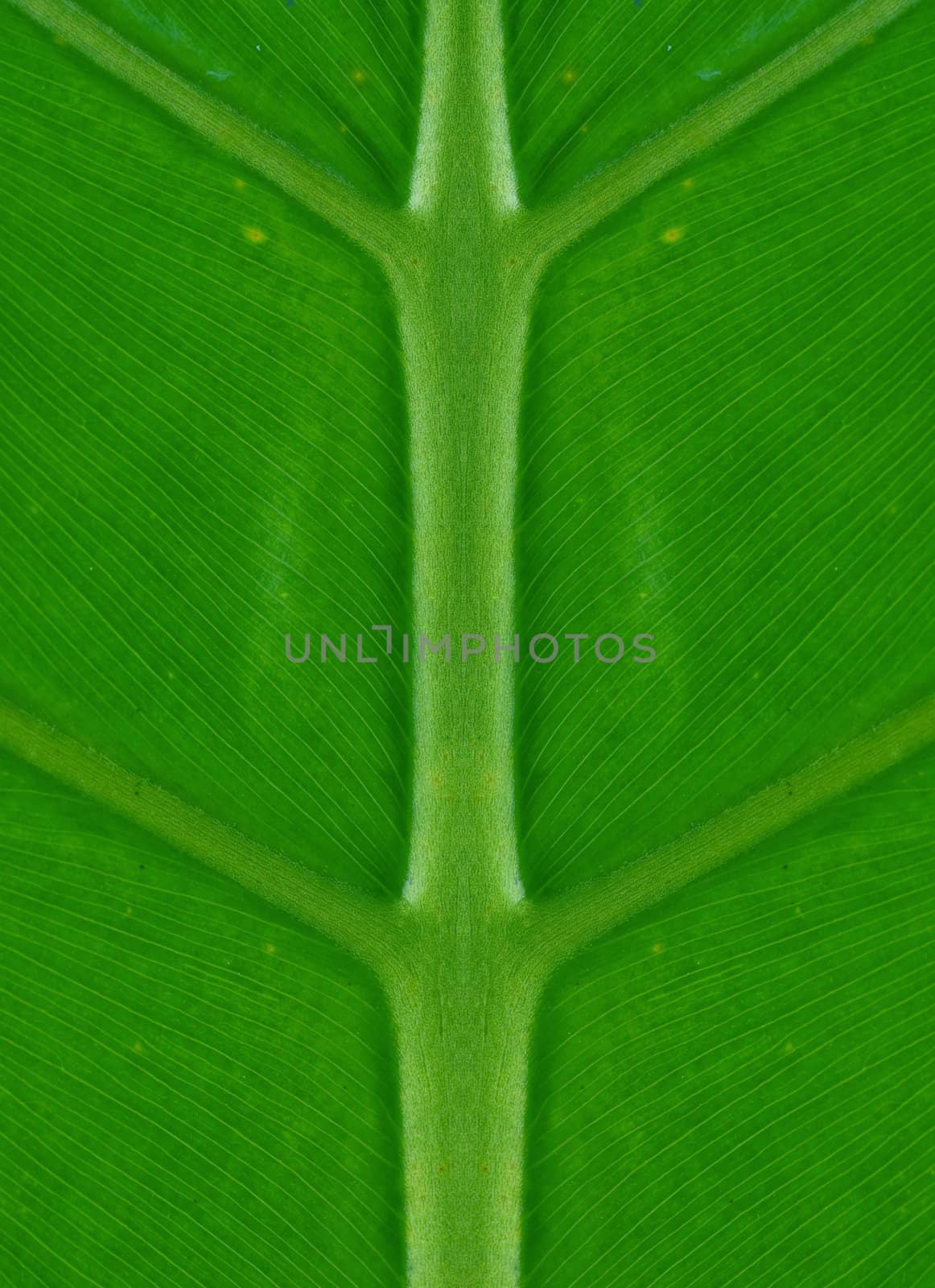 perfectly symmetrical green palm leaf nature background