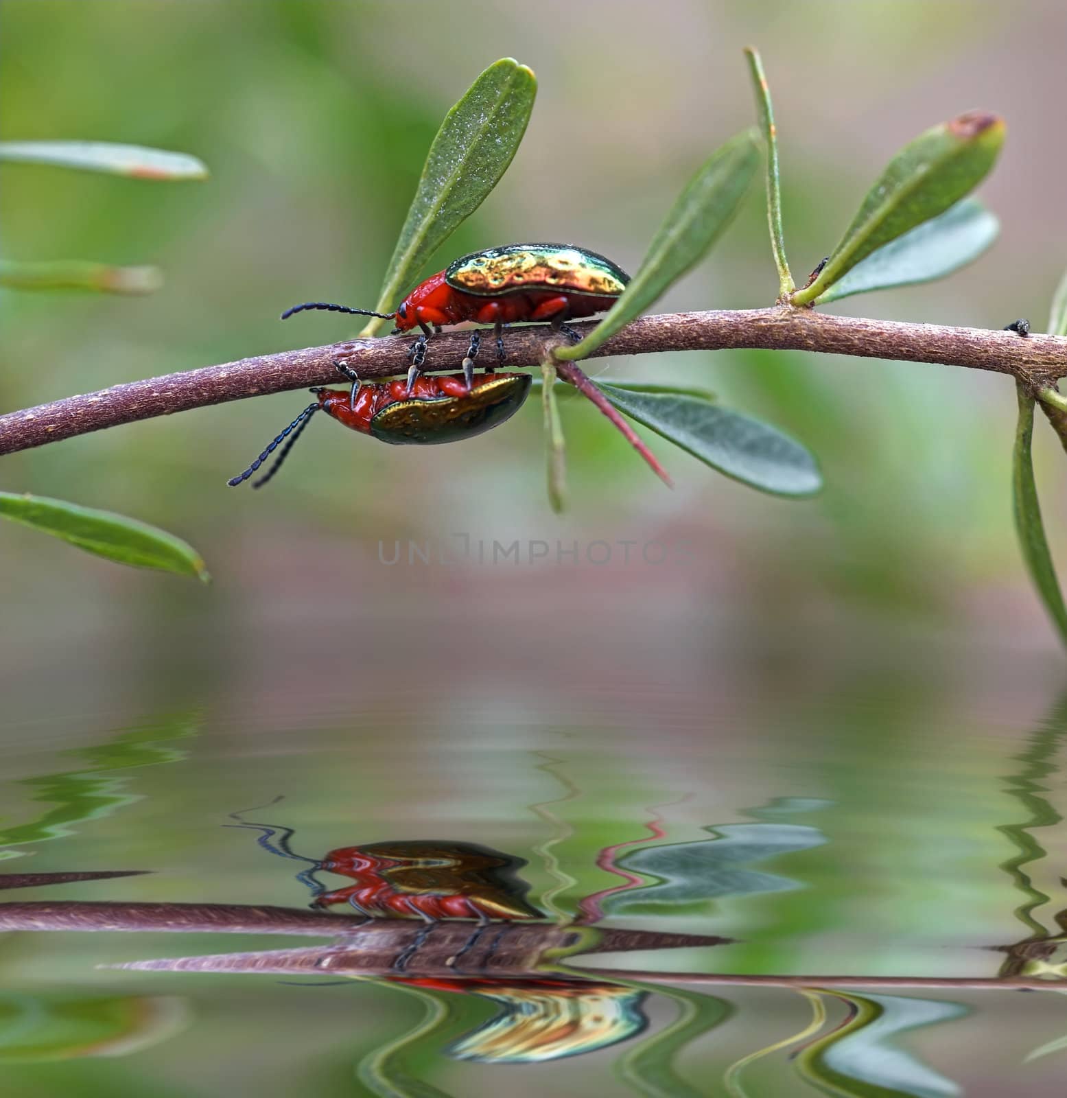race you! two beetles racing along a branch above the waters edge