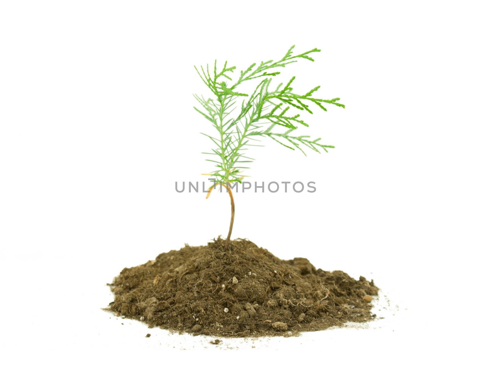 Thuja tree seedling isolated on white by AndreyKr