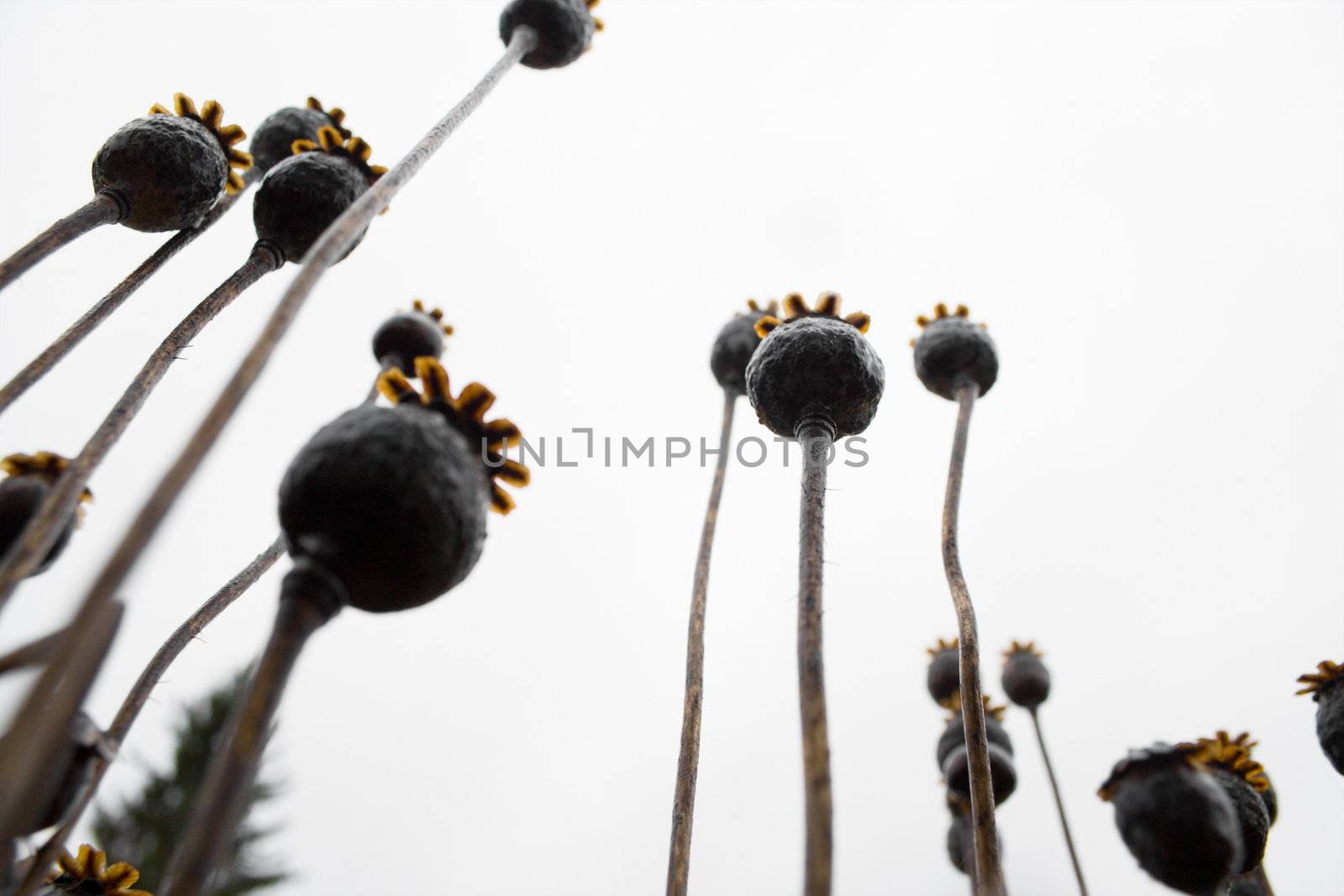 A close-up extremely rakurs photo of dry opium plant (poppy) in autumn 
dull day