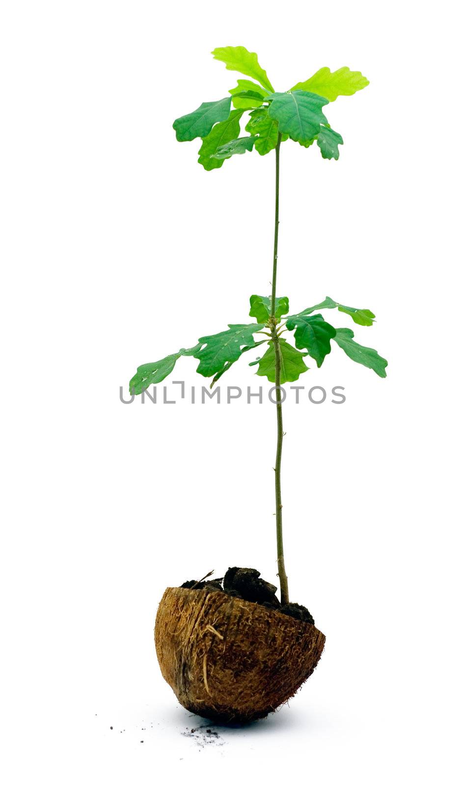 oak plant by pashabo