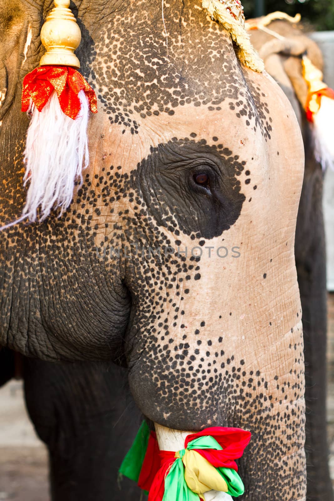 elephant face close up in lopburi of Thailand