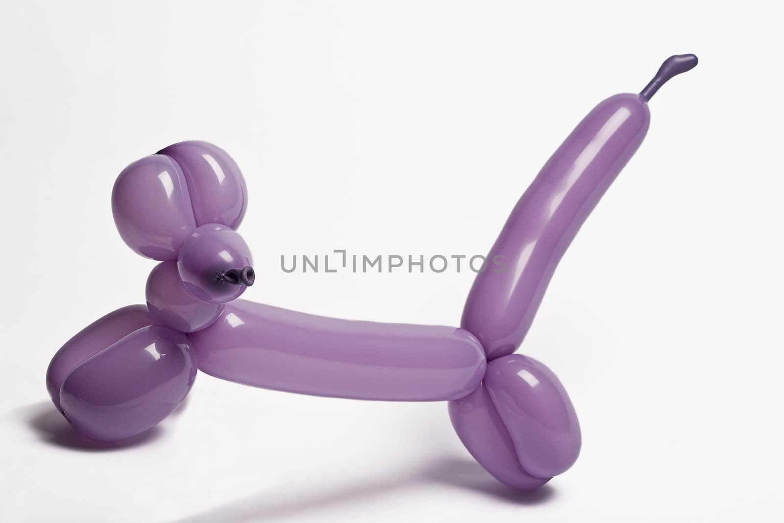 Purple balloon dog running around