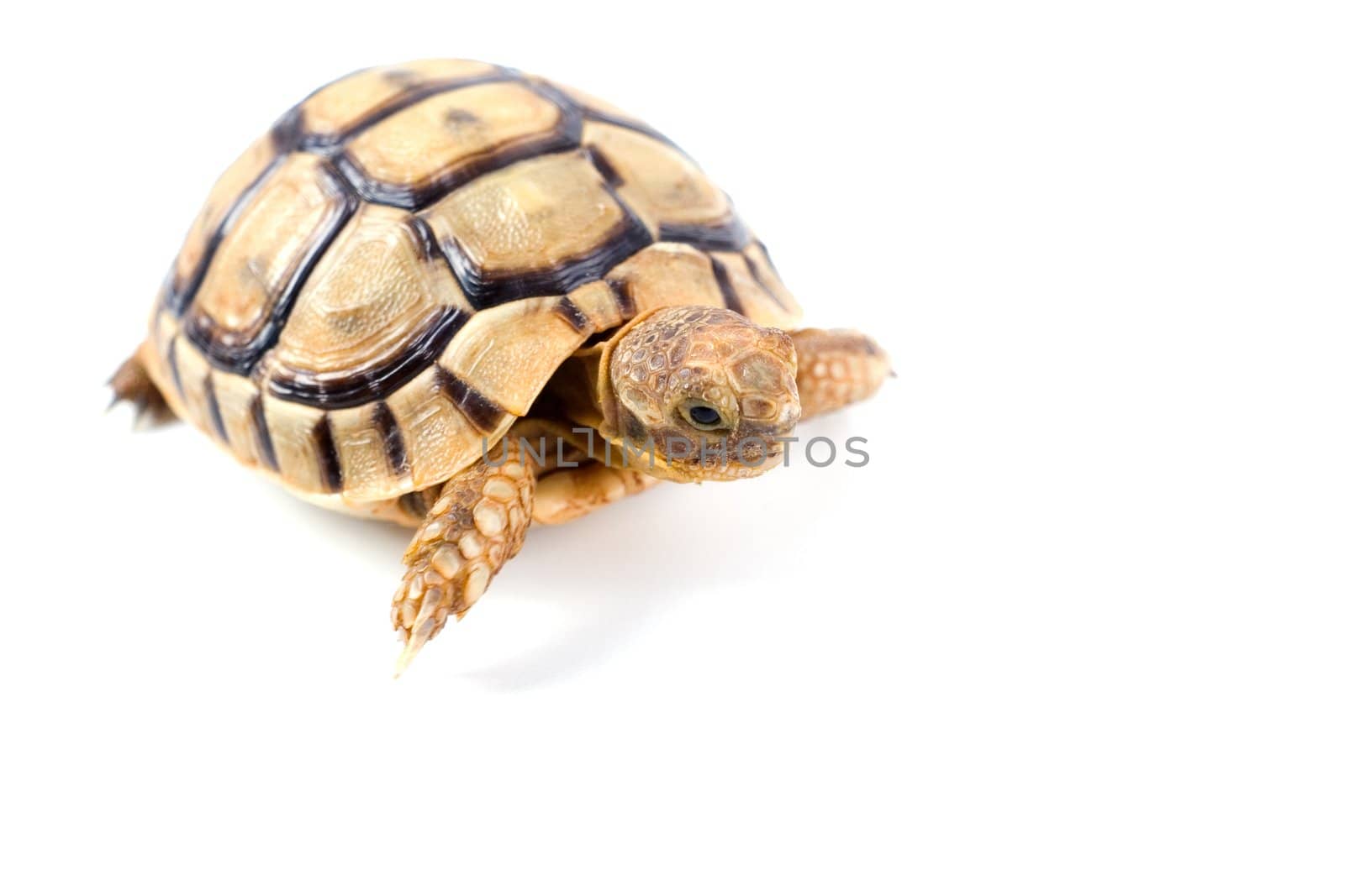 Portrait of a small steppe tortoise on white background