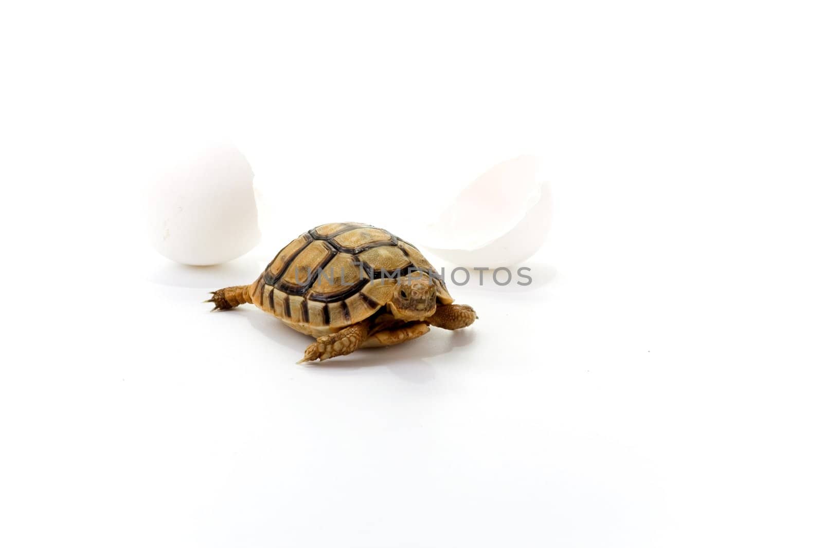 Closeup of a small steppe tortoise with shell eggs from which it hatched on a white background