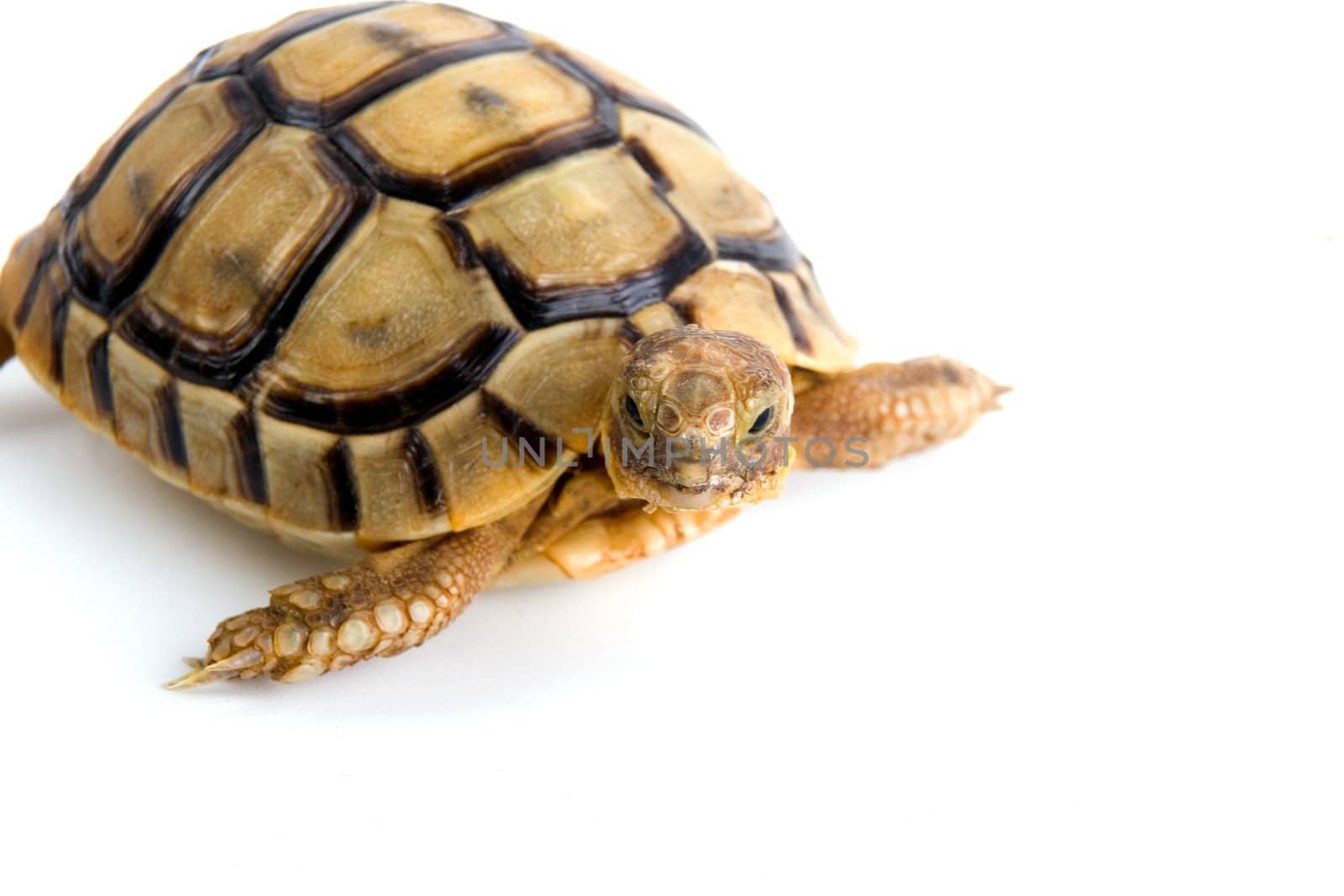 Little tortoise by Vladimir