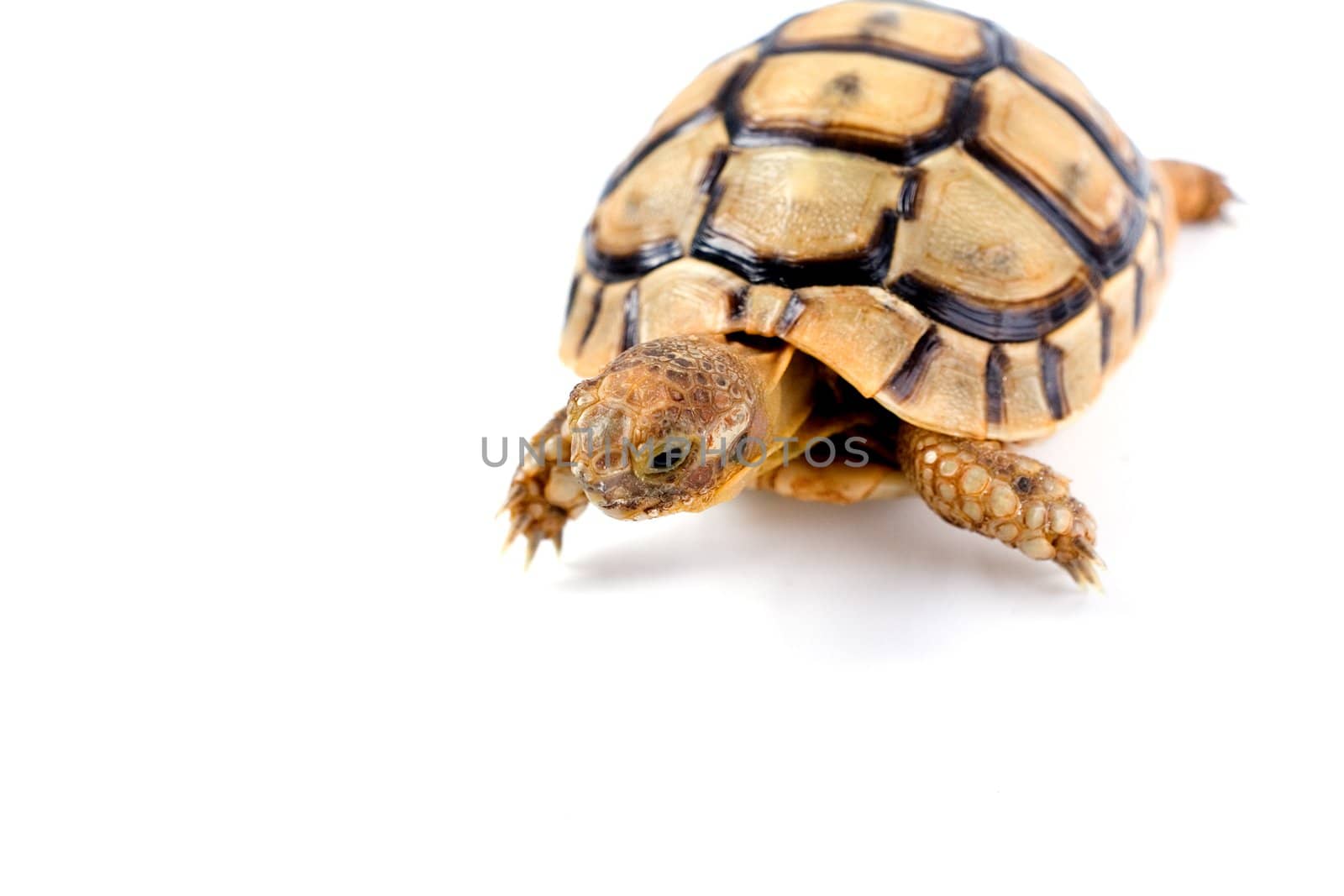 Portrait of a small steppe tortoise on white background