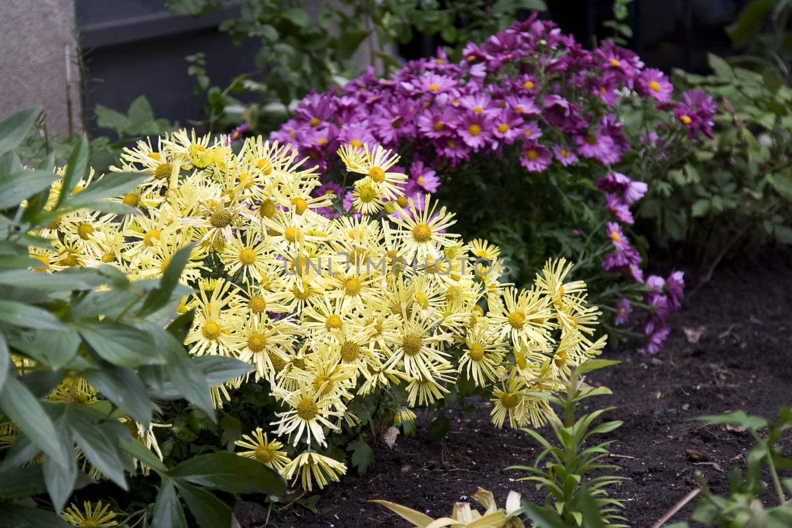 Close up of a urban home garden