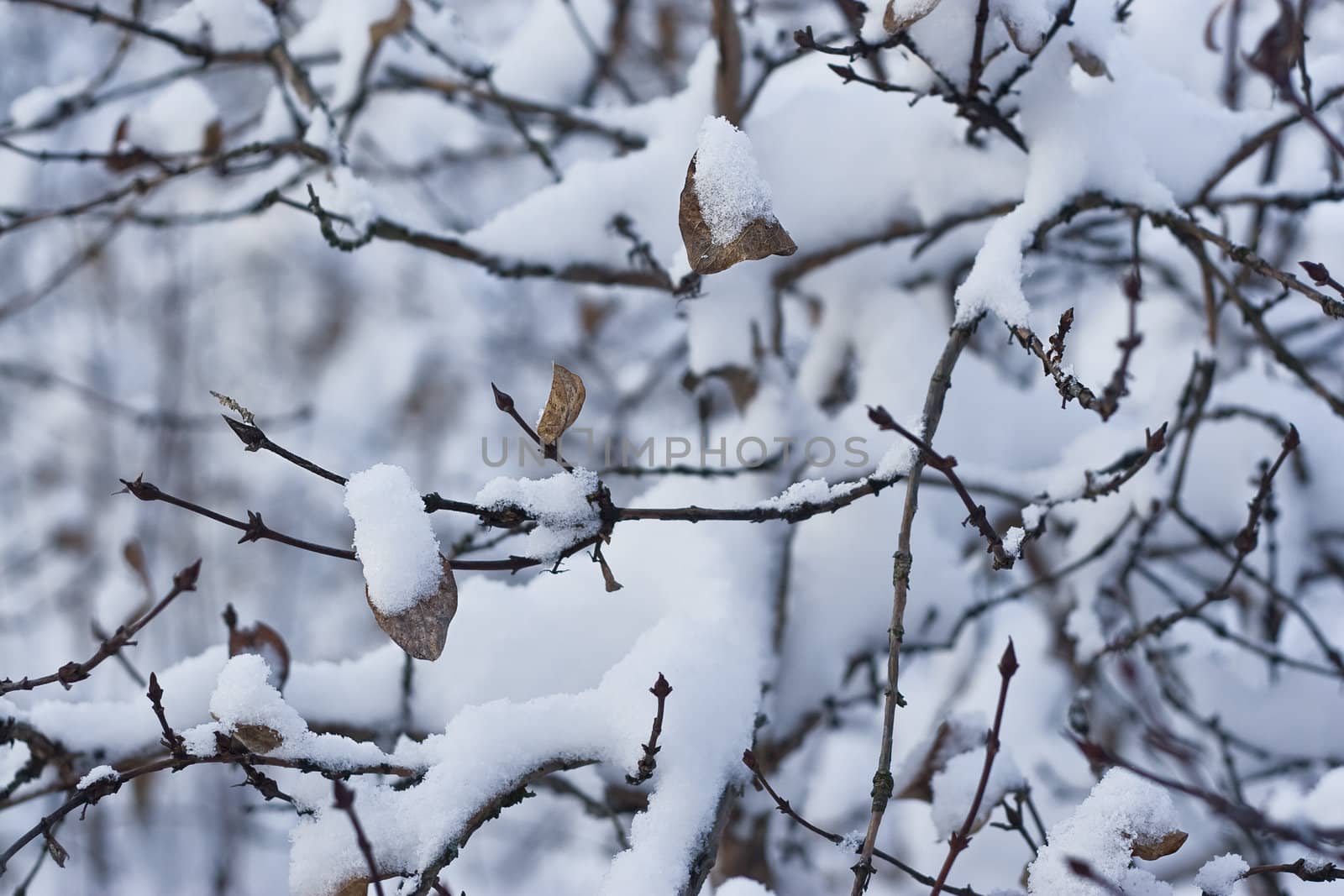 Tree with some dead leave left on it's branch covered with snow