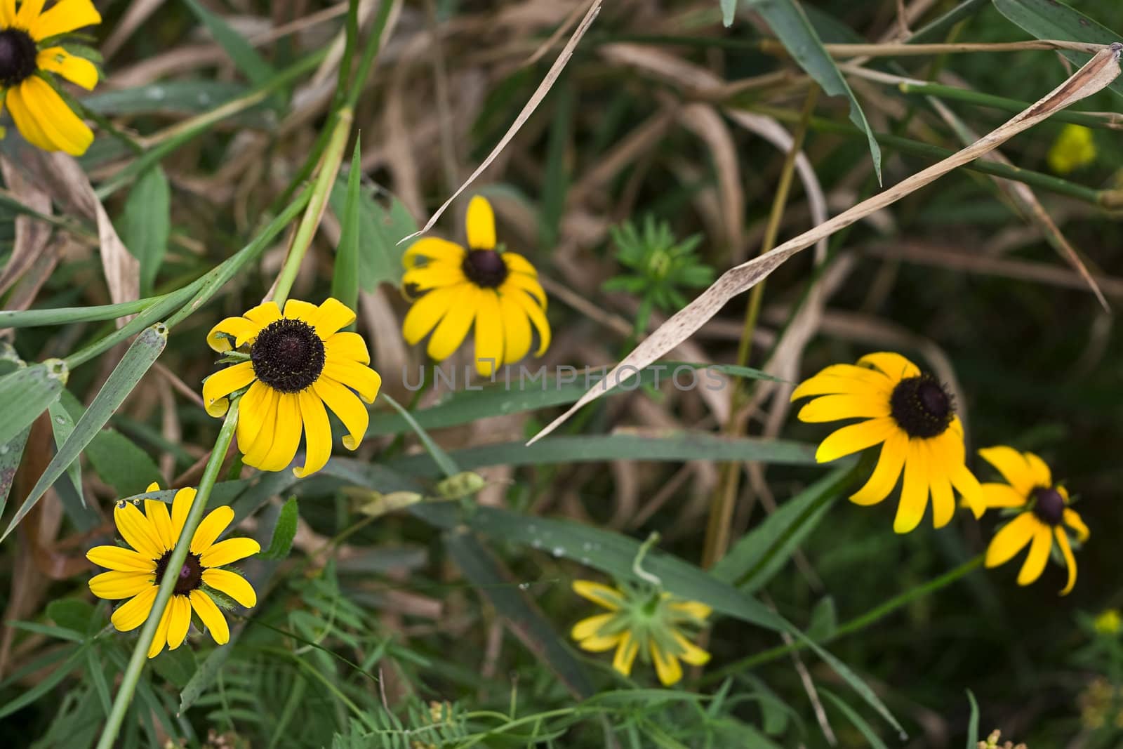 yellow daisys growing in the wild