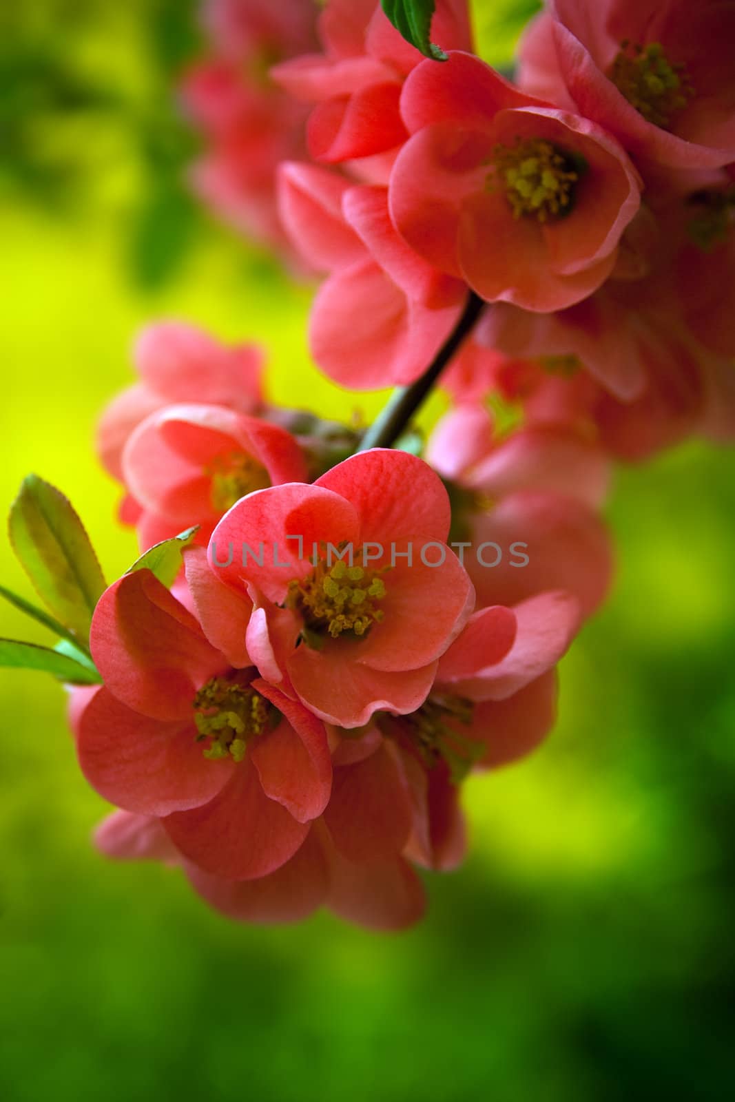 Japenese flowering crabapple flowers by chrisroll