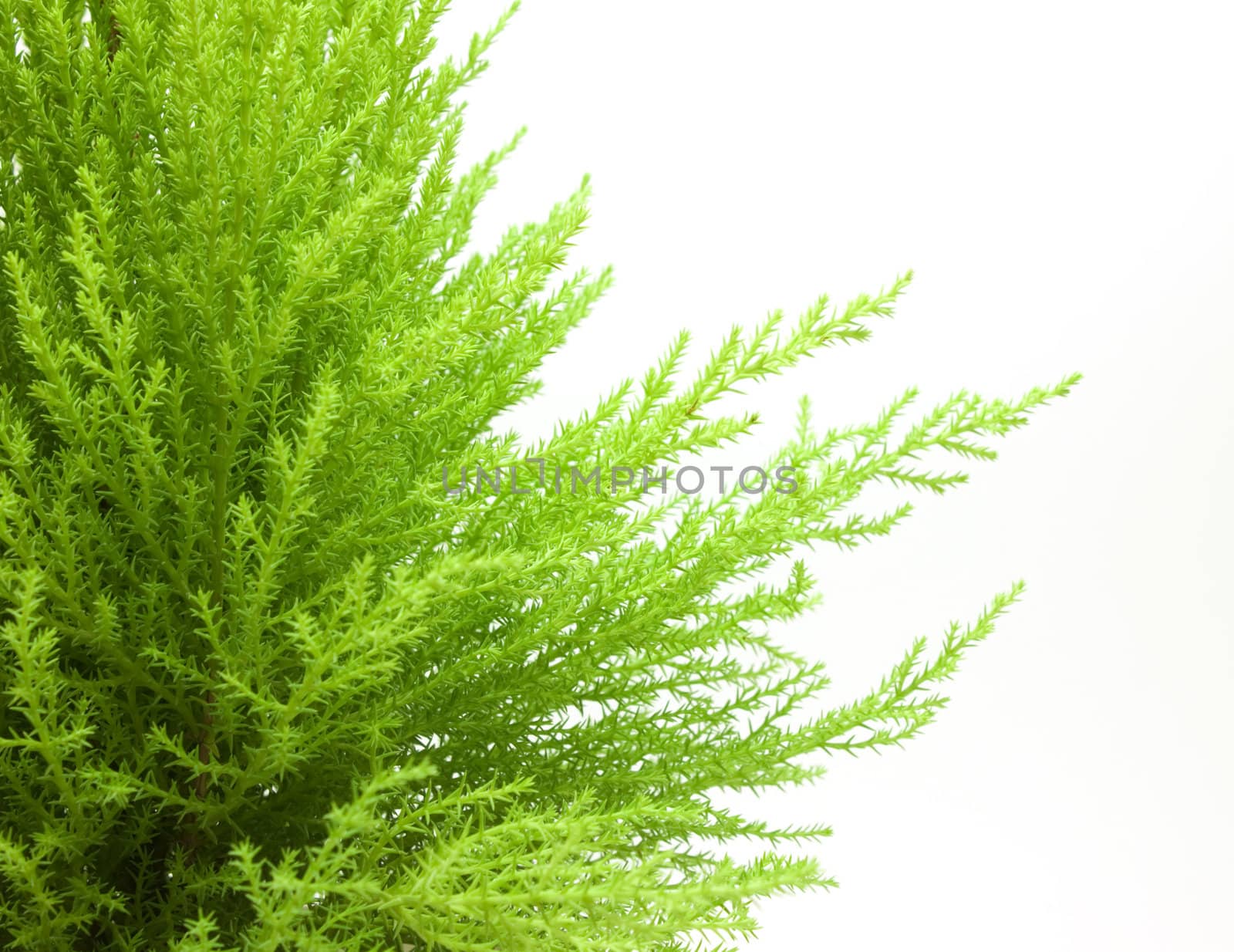 Beautiful young green juniper isolated on white