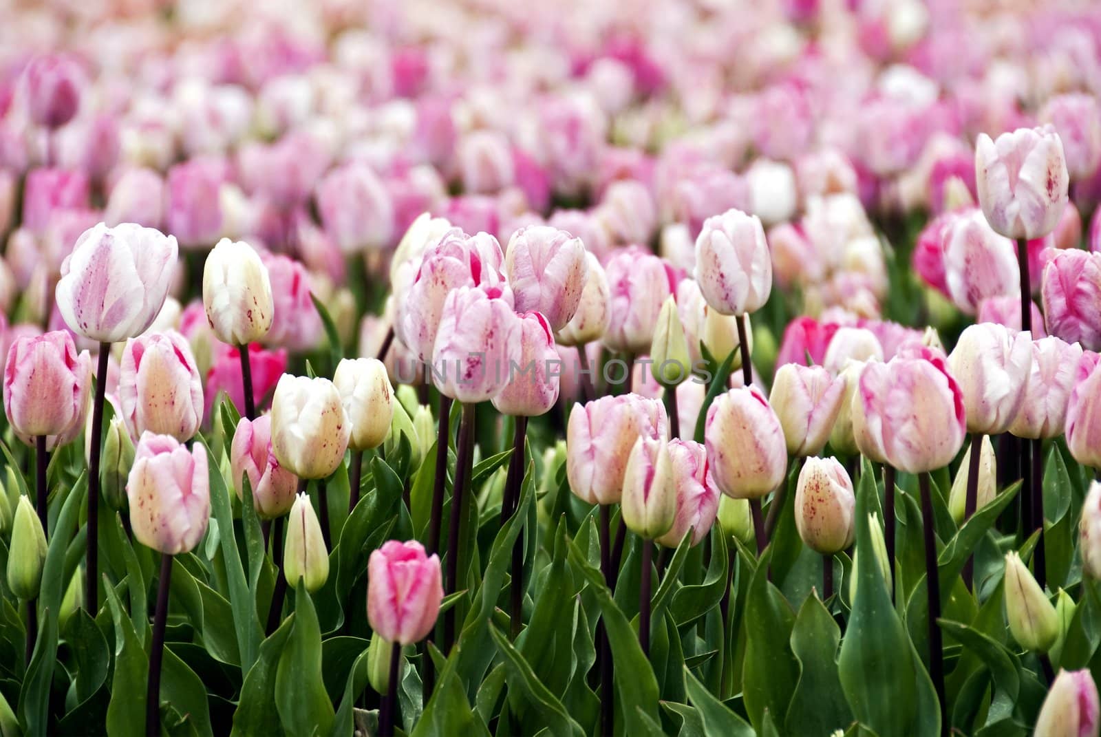Endless field of pink to white speckled tulip flowers