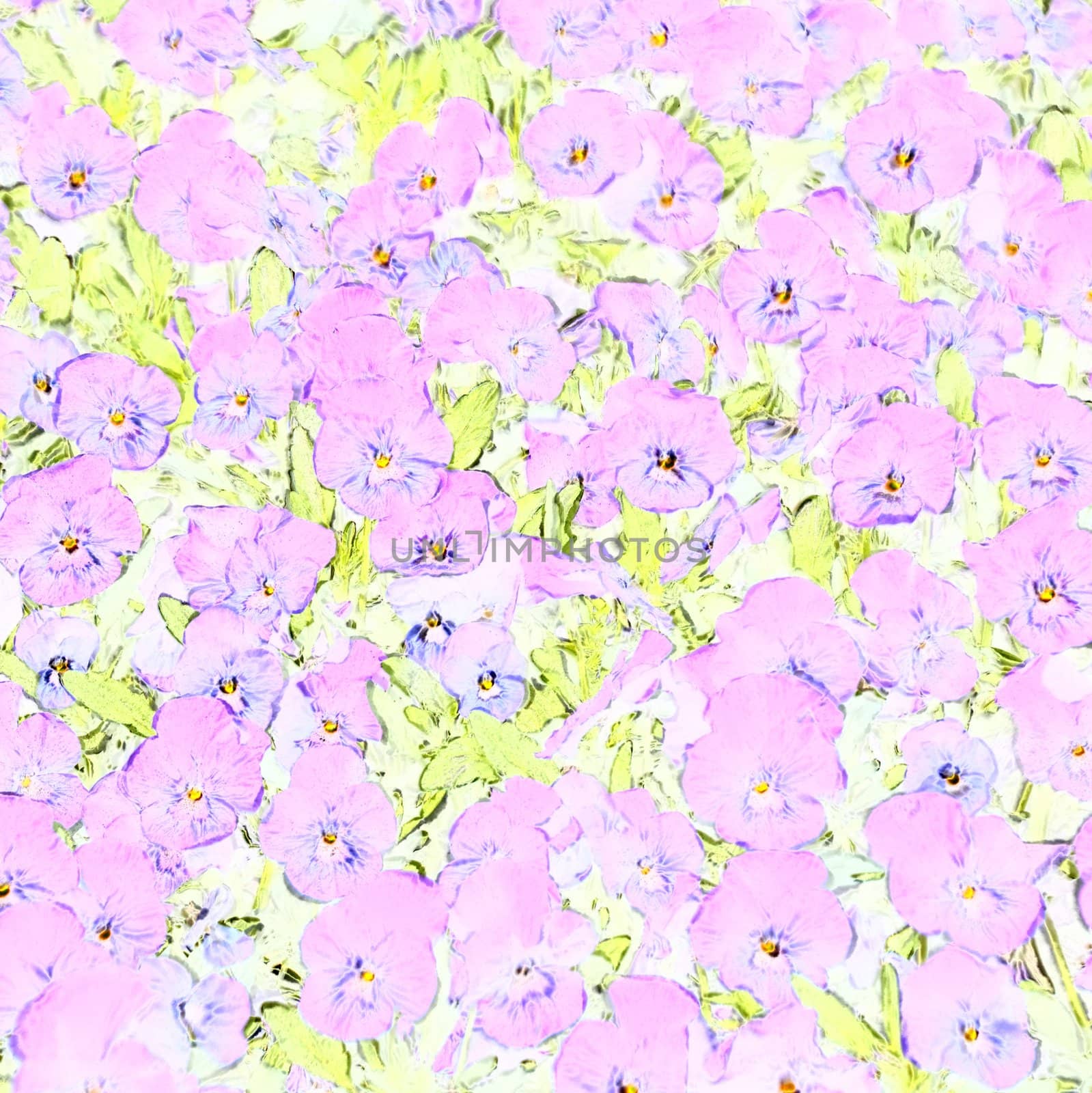 texture of many violet flowers in soft pastel colors