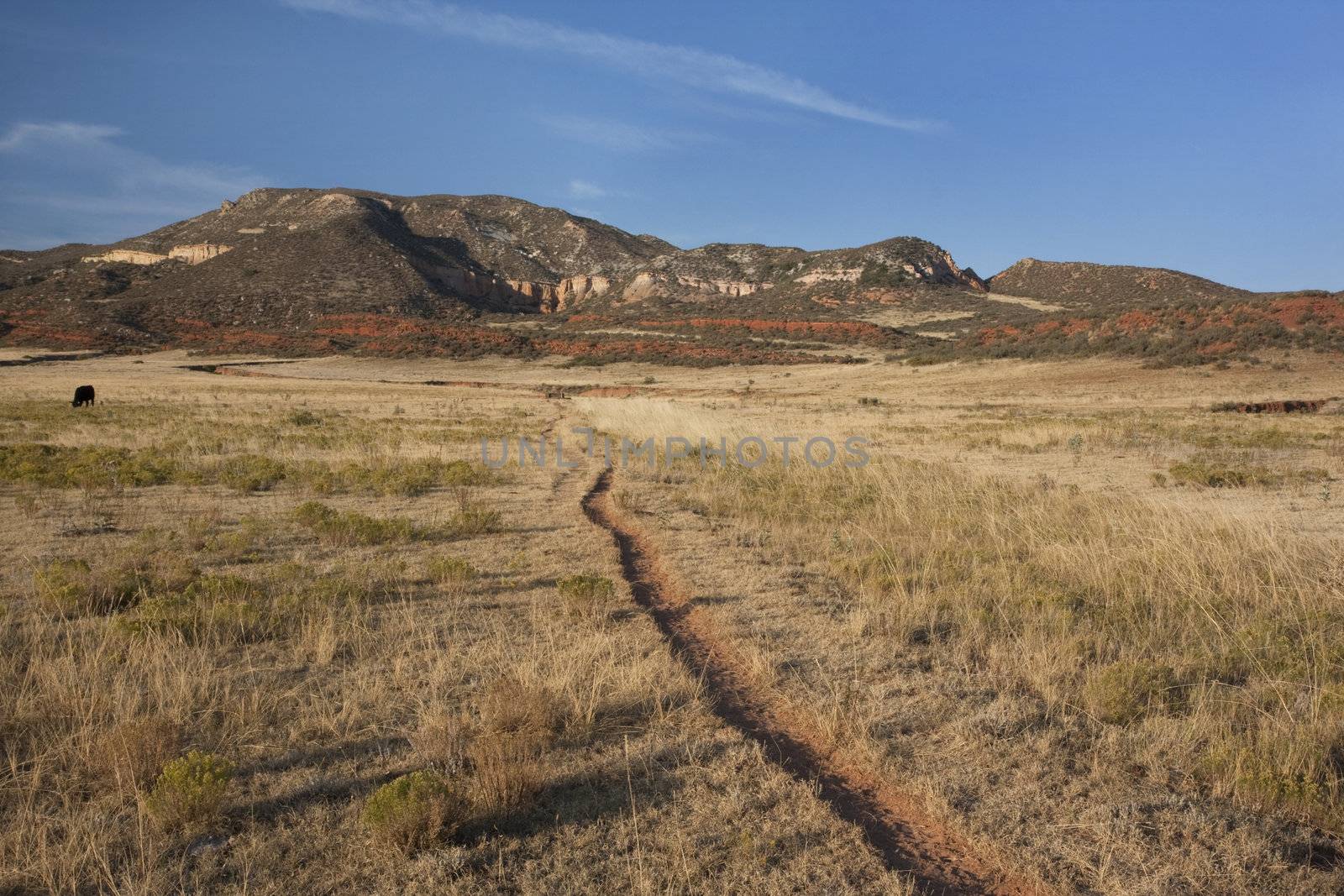 cattle trail in Red Mountain Open Space, semi desert landscape in northern Colorado near Wyoming border, late summer