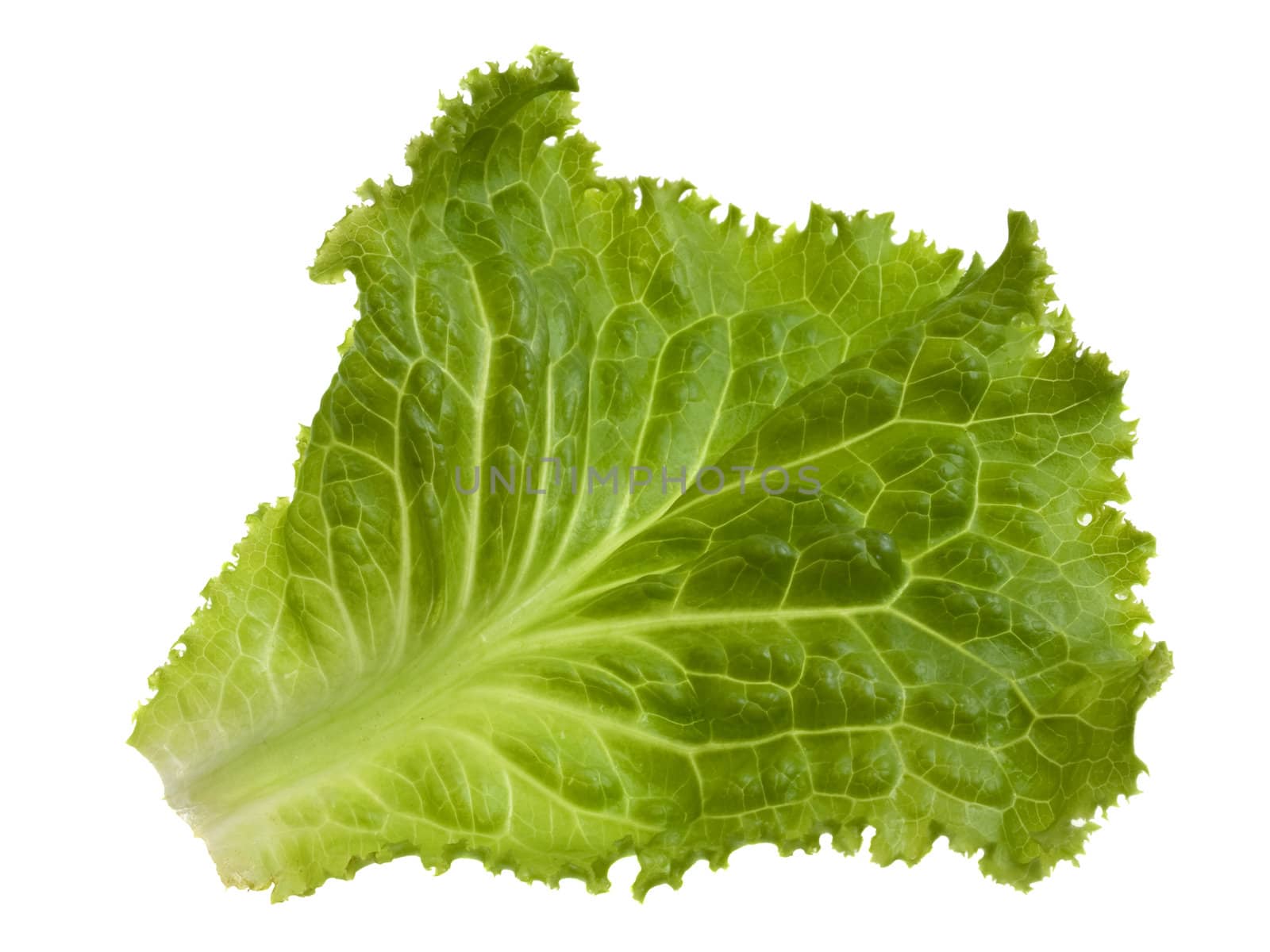 single green leaf of lettuce isolated on white