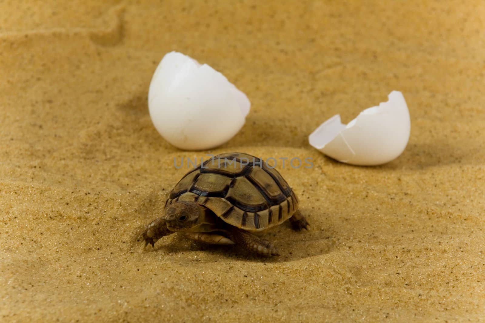 Closeup of a small steppe tortoise with shell eggs from which it hatched on the sand