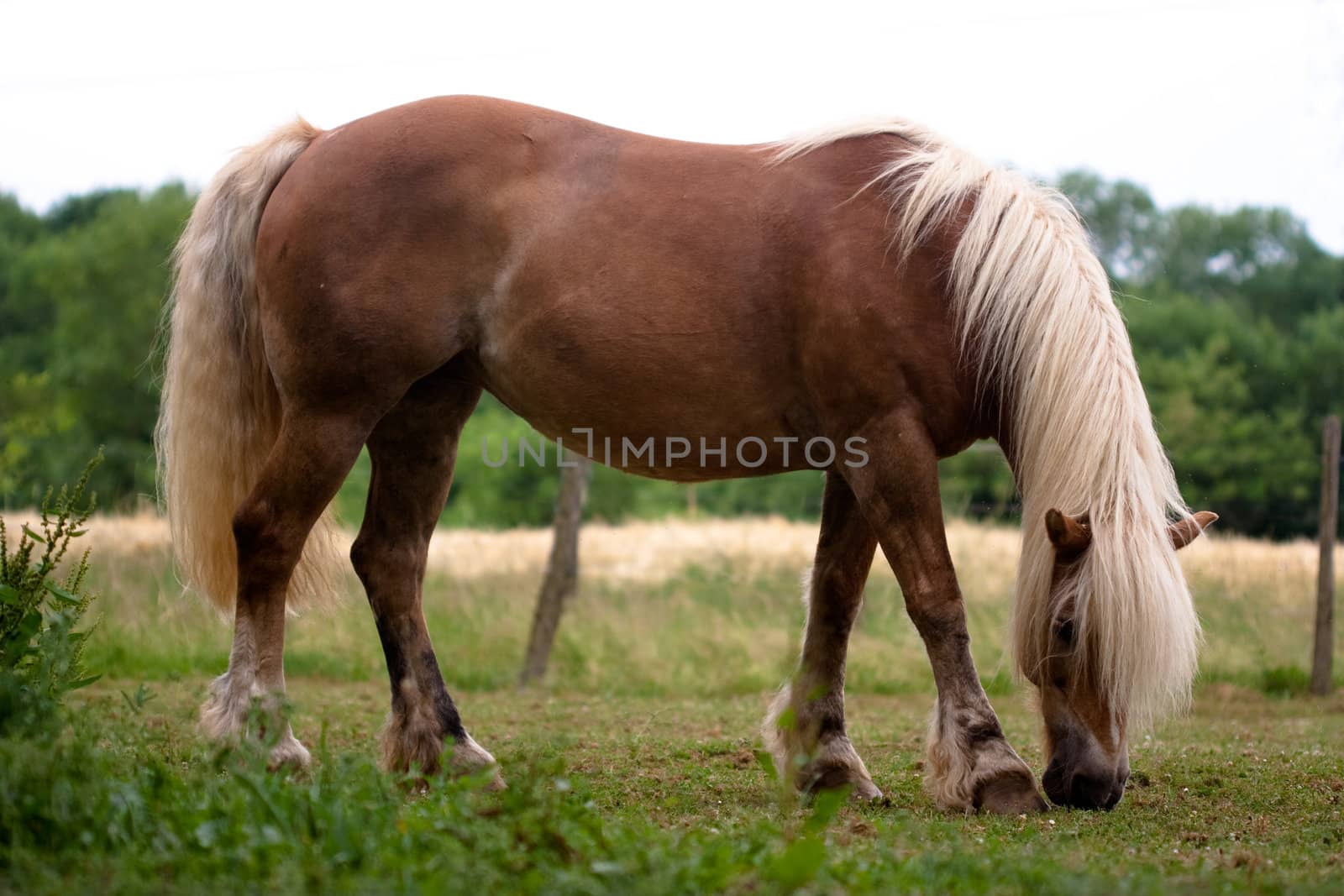 a horse grazing in a prairie
