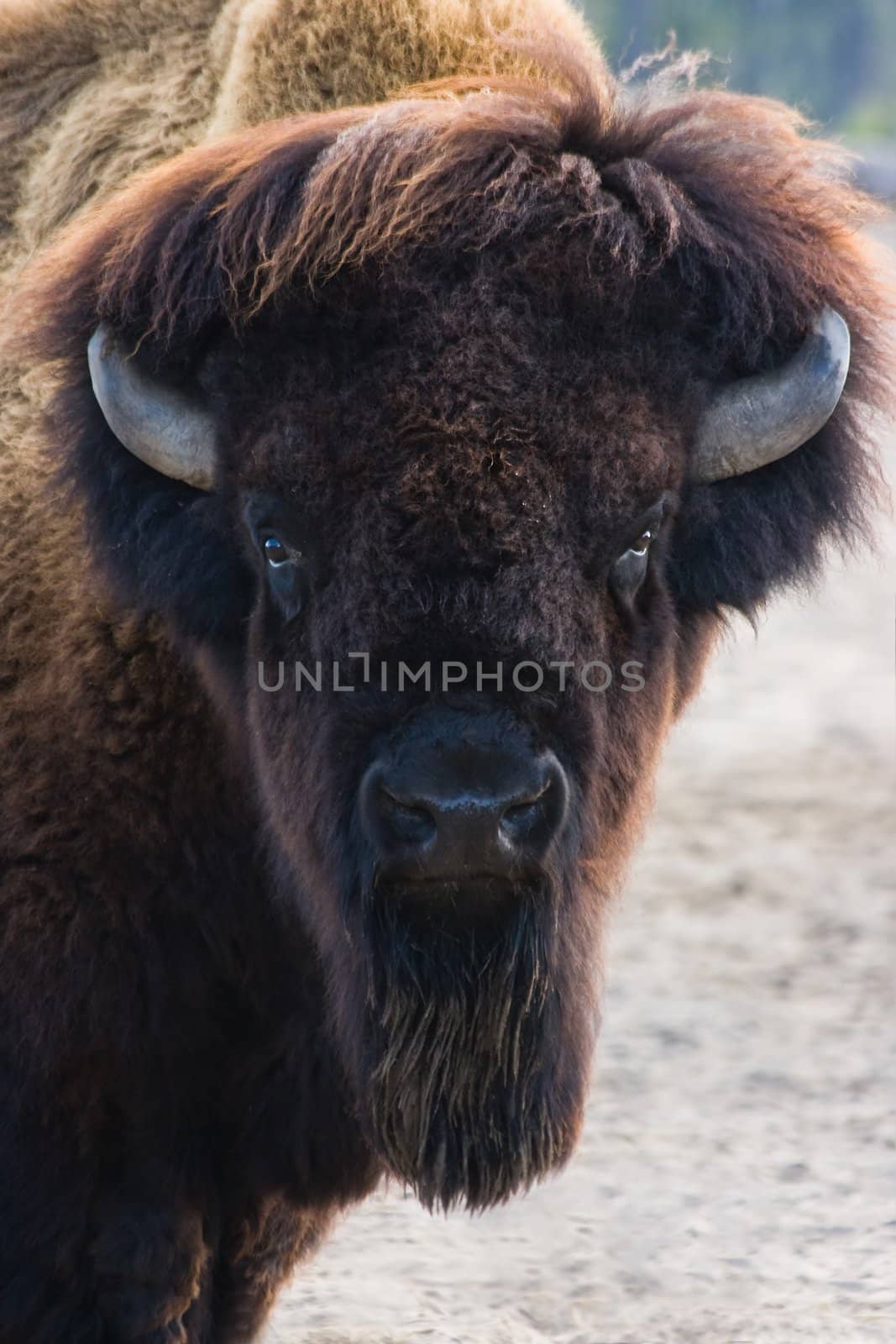 Funny Bisonportrait by Colette