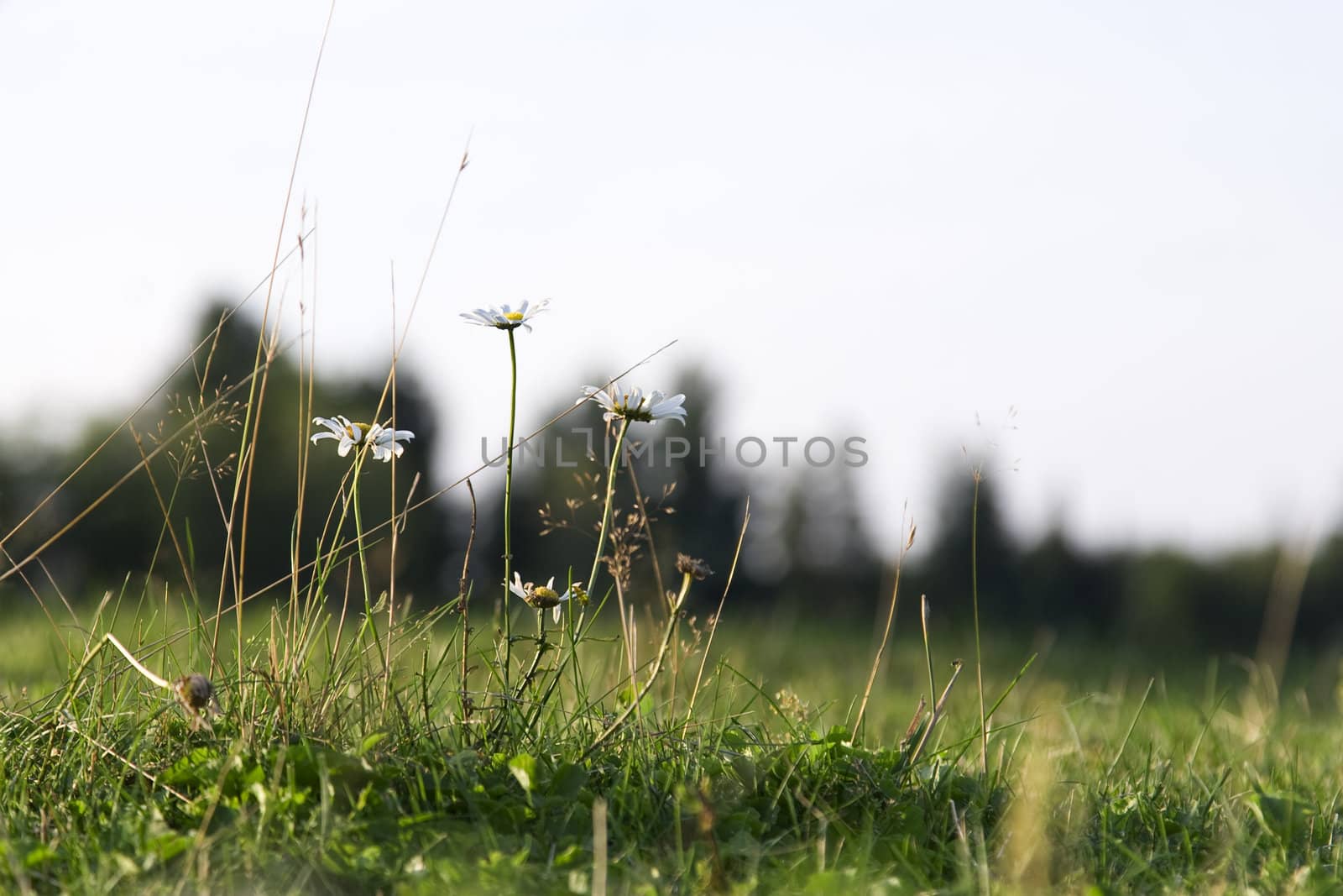 A few daisies in a field trying there best to survive