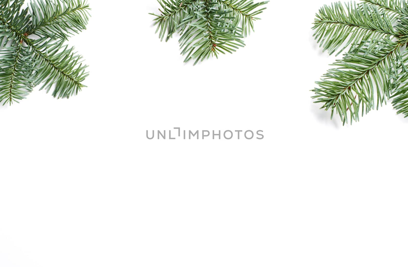 Frame of three  fir branches isolated on white background