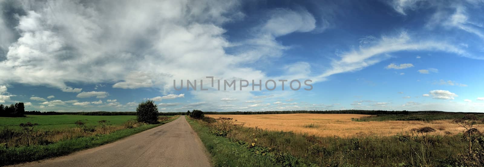 summer green and yellow fields and blue sky panorama