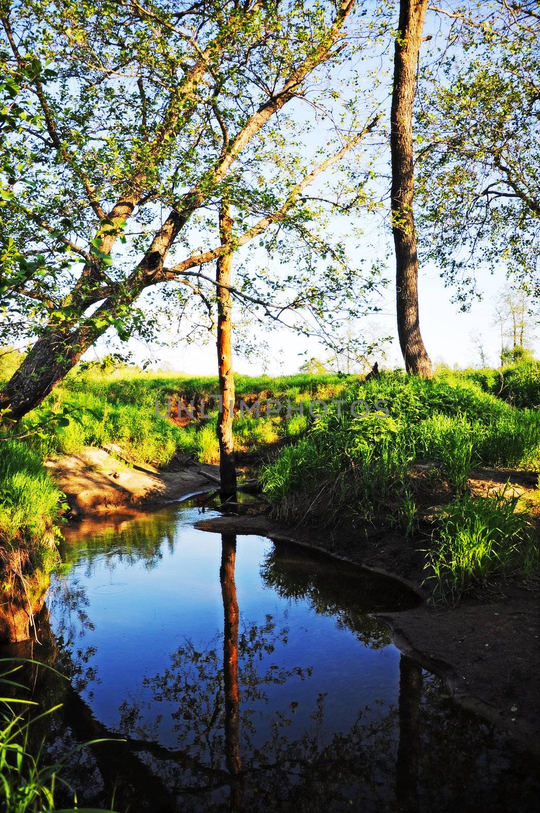 green forest and river with sunshine