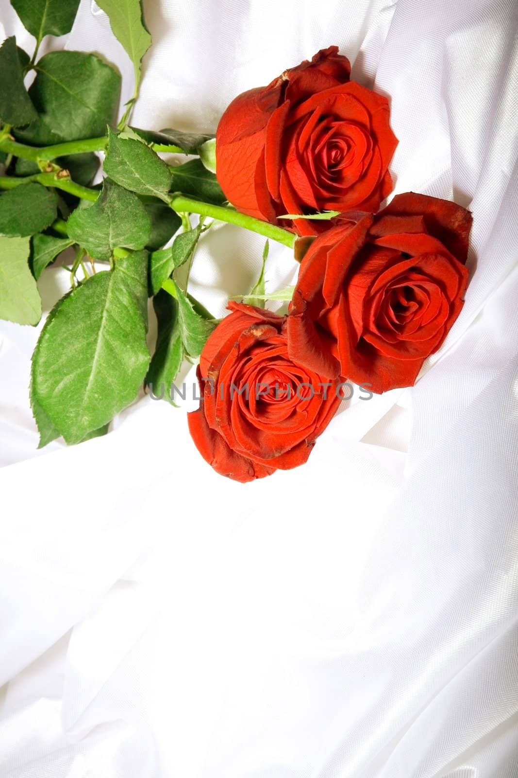 Red roses with green leaves among the folds of a white textured textile