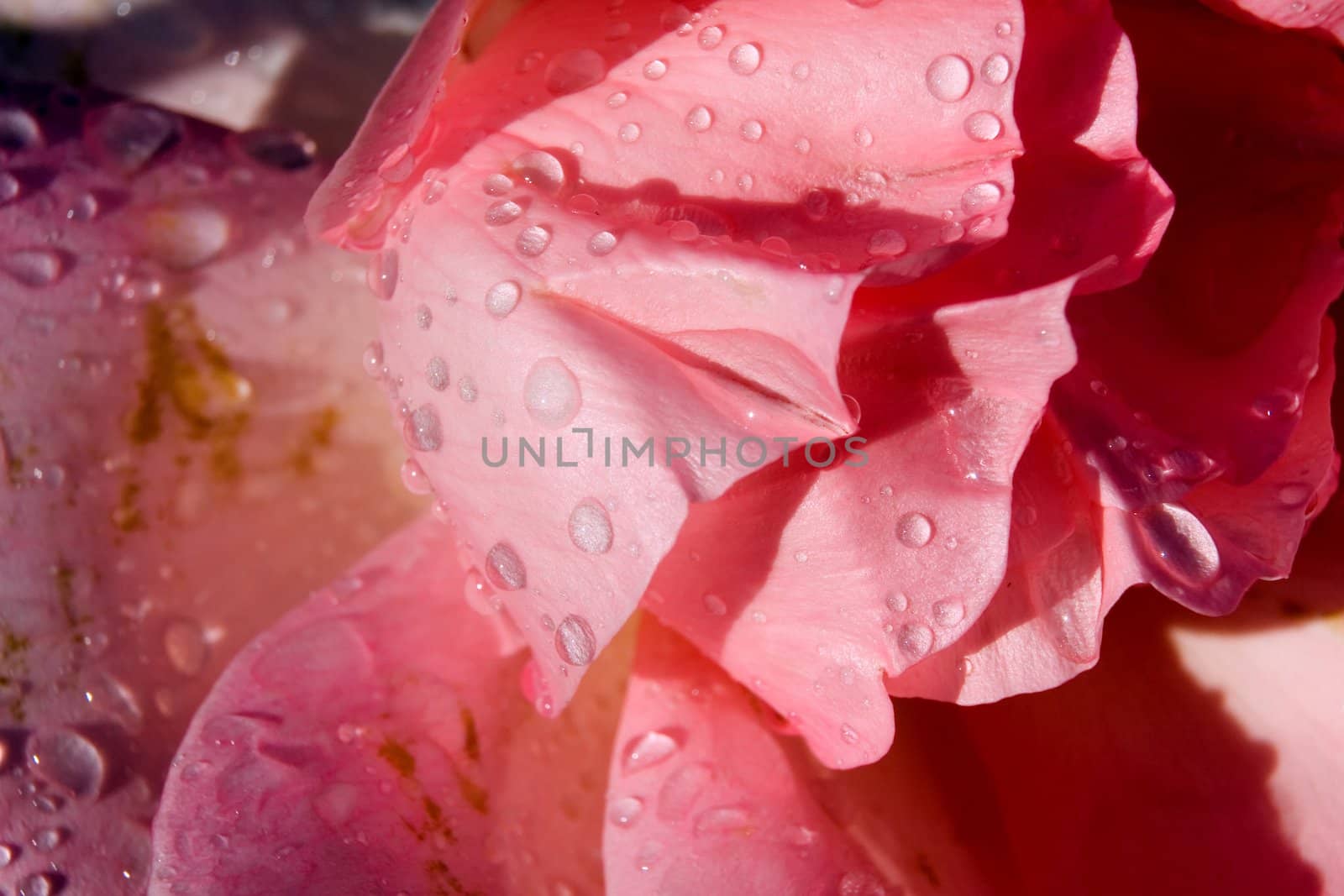 Petals with raindrops by Vladimir