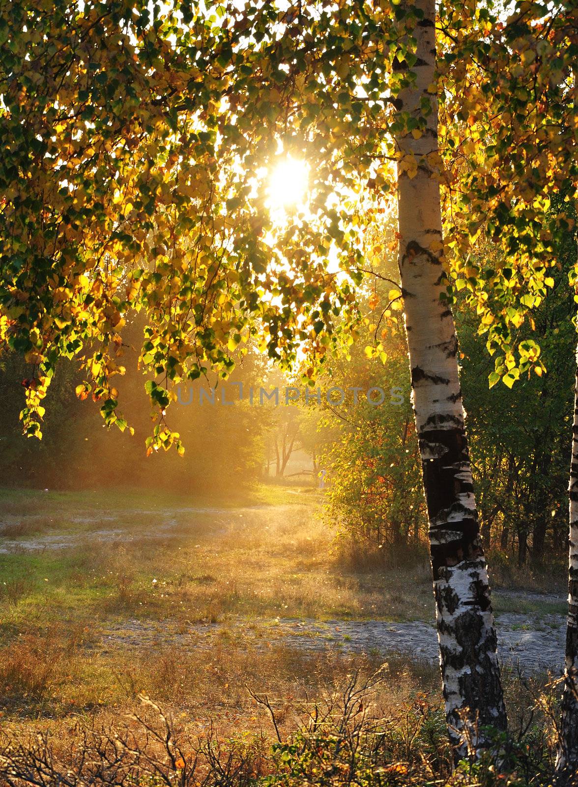 Sunshine in Autumn Forest  Birch grove in autumn colors